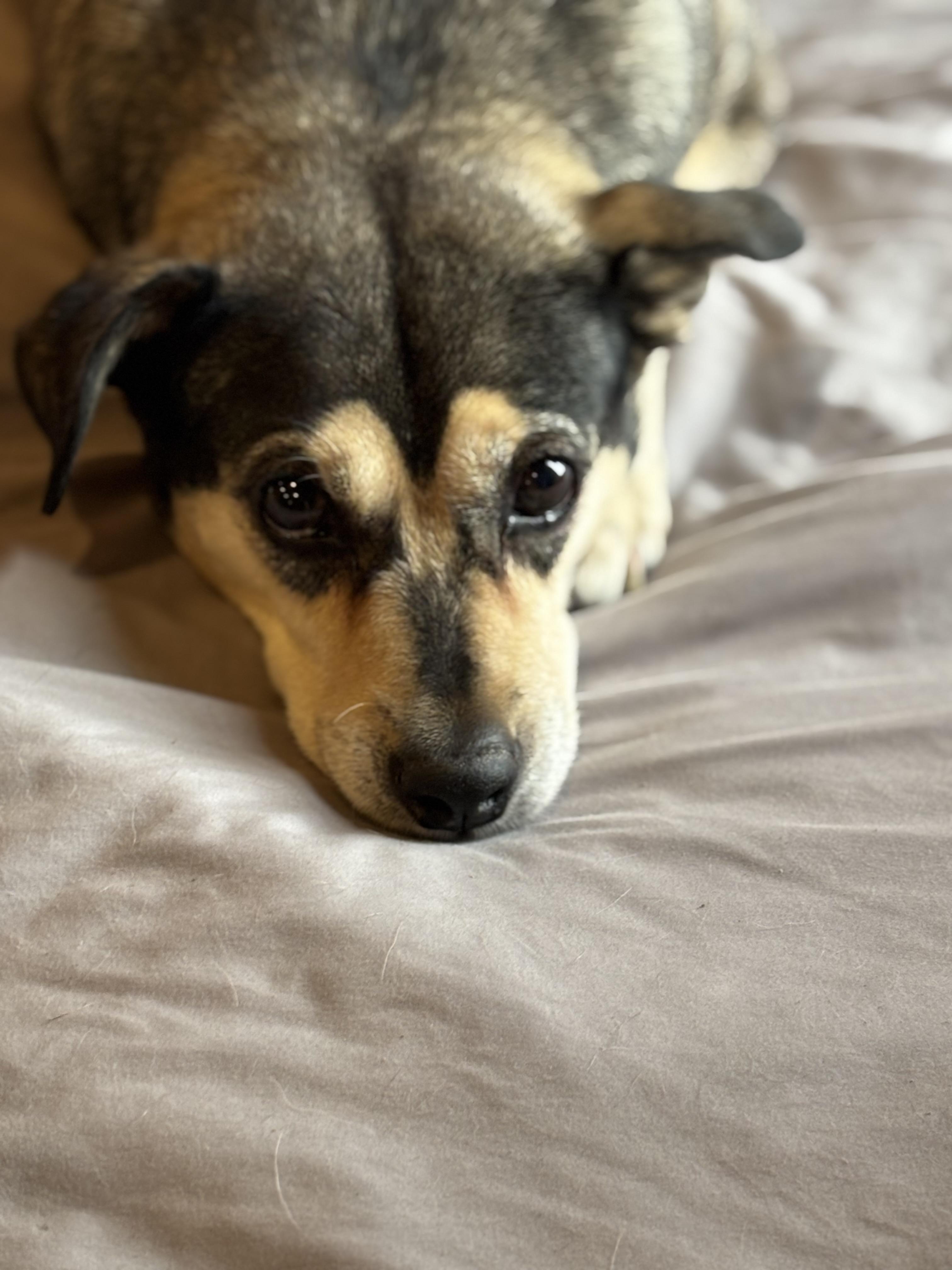 Missy, an adoptable Shepherd in Watertown, WI, 53094 | Photo Image 1