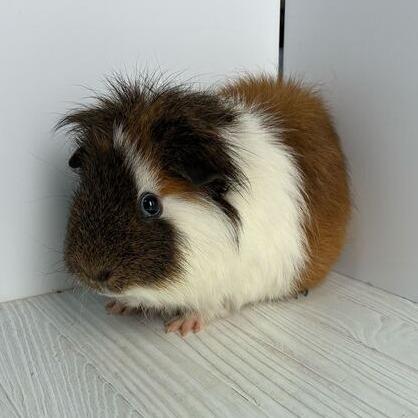 Wigglytuff, Adoptable, Young Male Guinea Pig.