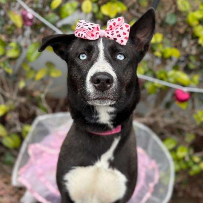 Enlarge Holly, a ADOPTABLE mixed breed in South El Monte, CA image 1/6