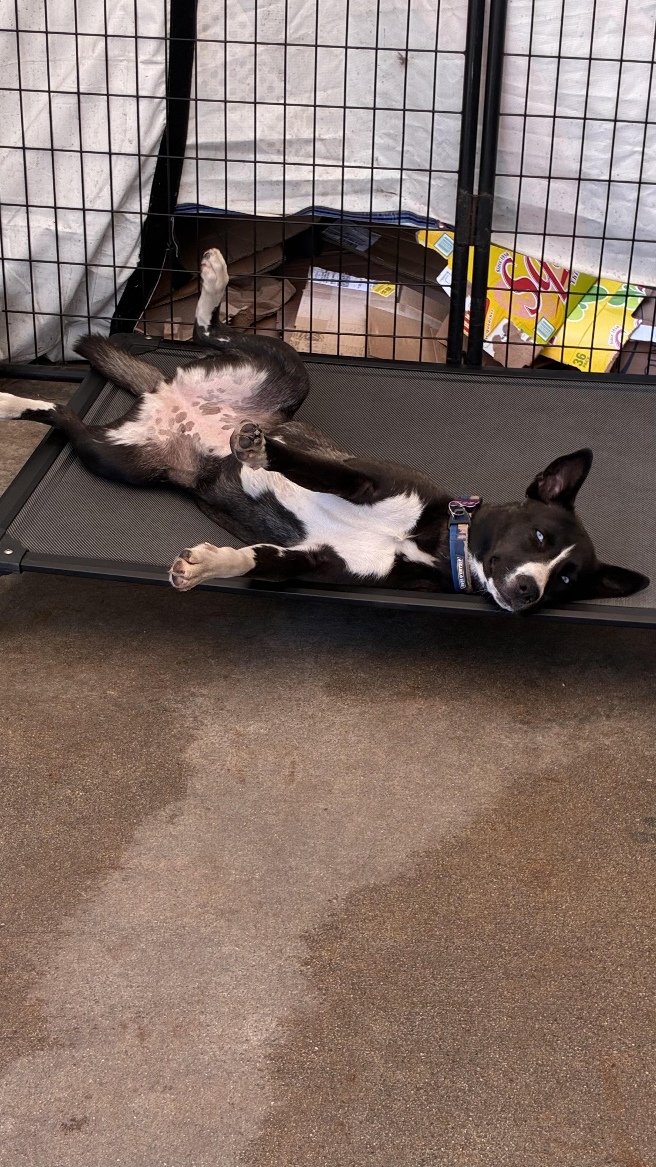 Enlarge Holly, a ADOPTABLE mixed breed in South El Monte, CA image 6/6