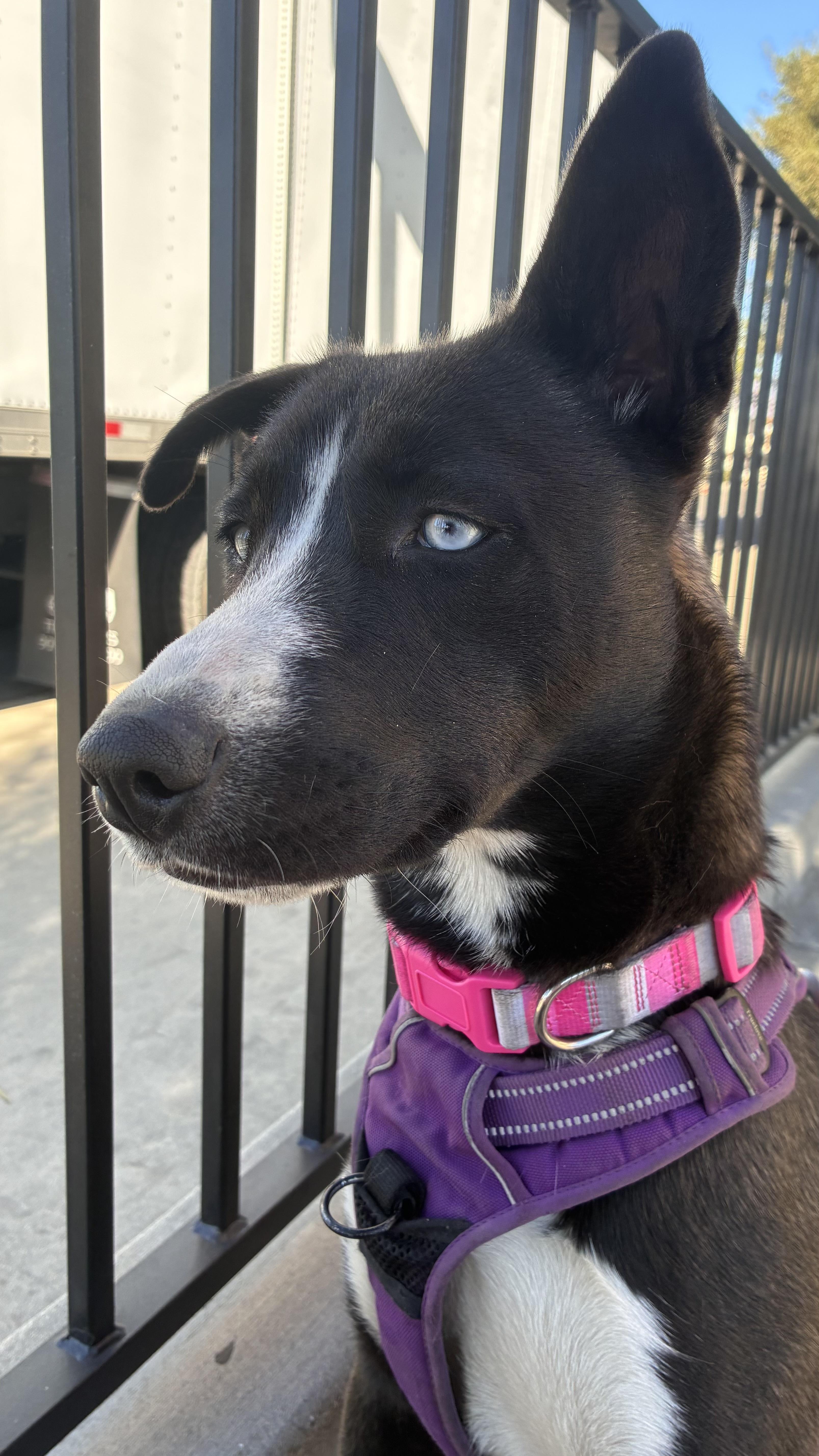 Enlarge Holly, a ADOPTABLE mixed breed in South El Monte, CA image 3/6