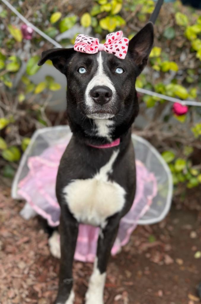Enlarge Holly, a ADOPTABLE mixed breed in South El Monte, CA image 2/6