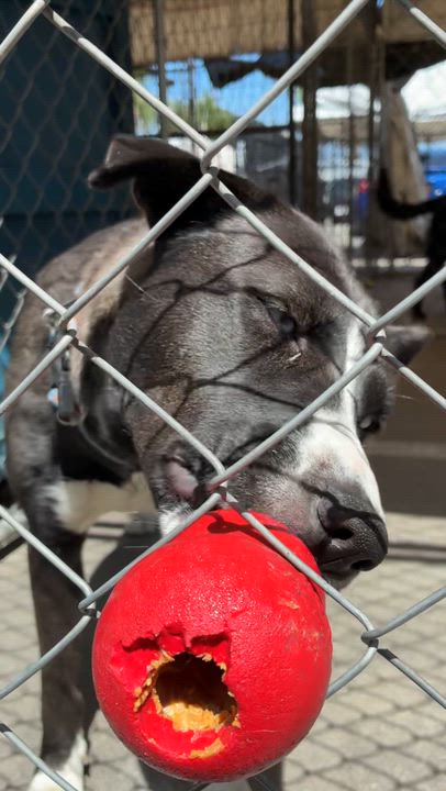 Enlarge Holly, a ADOPTABLE mixed breed in South El Monte, CA video 5/6