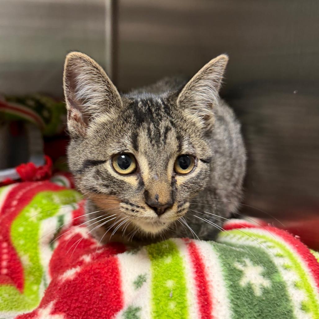 Enlarge Harvest, a Adoptable Domestic Short Hair in Cody, WY image 1/4