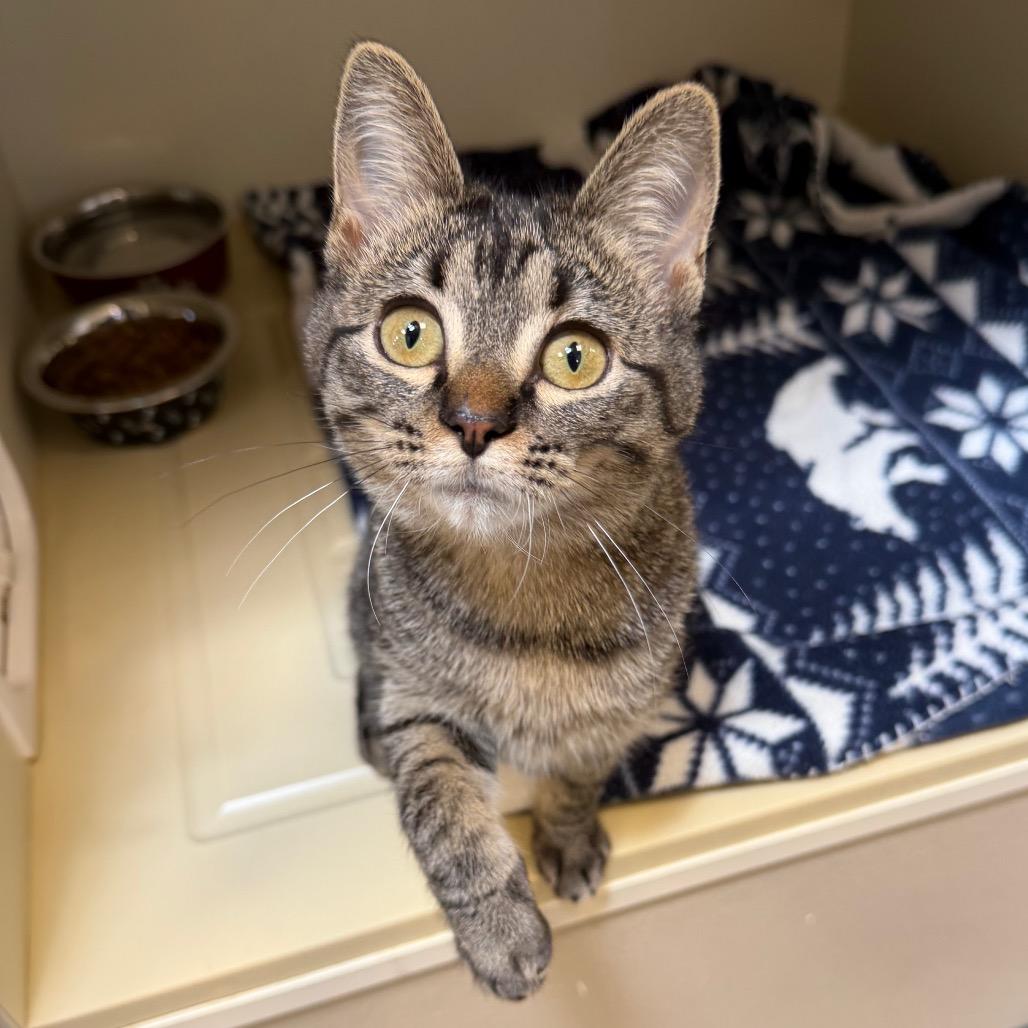 Enlarge Harvest, a Adoptable Domestic Short Hair in Cody, WY image 2/4