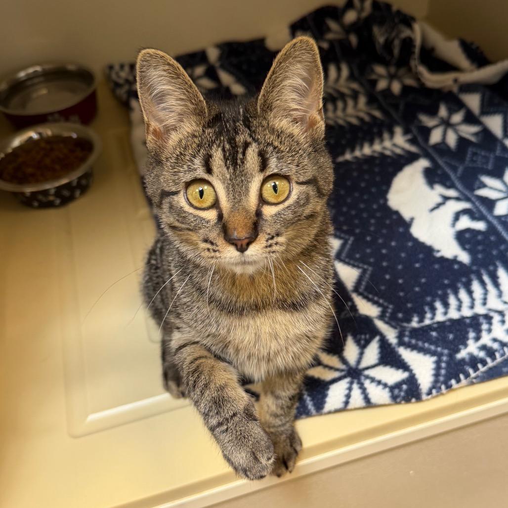 Enlarge Harvest, a Adoptable Domestic Short Hair in Cody, WY image 3/4