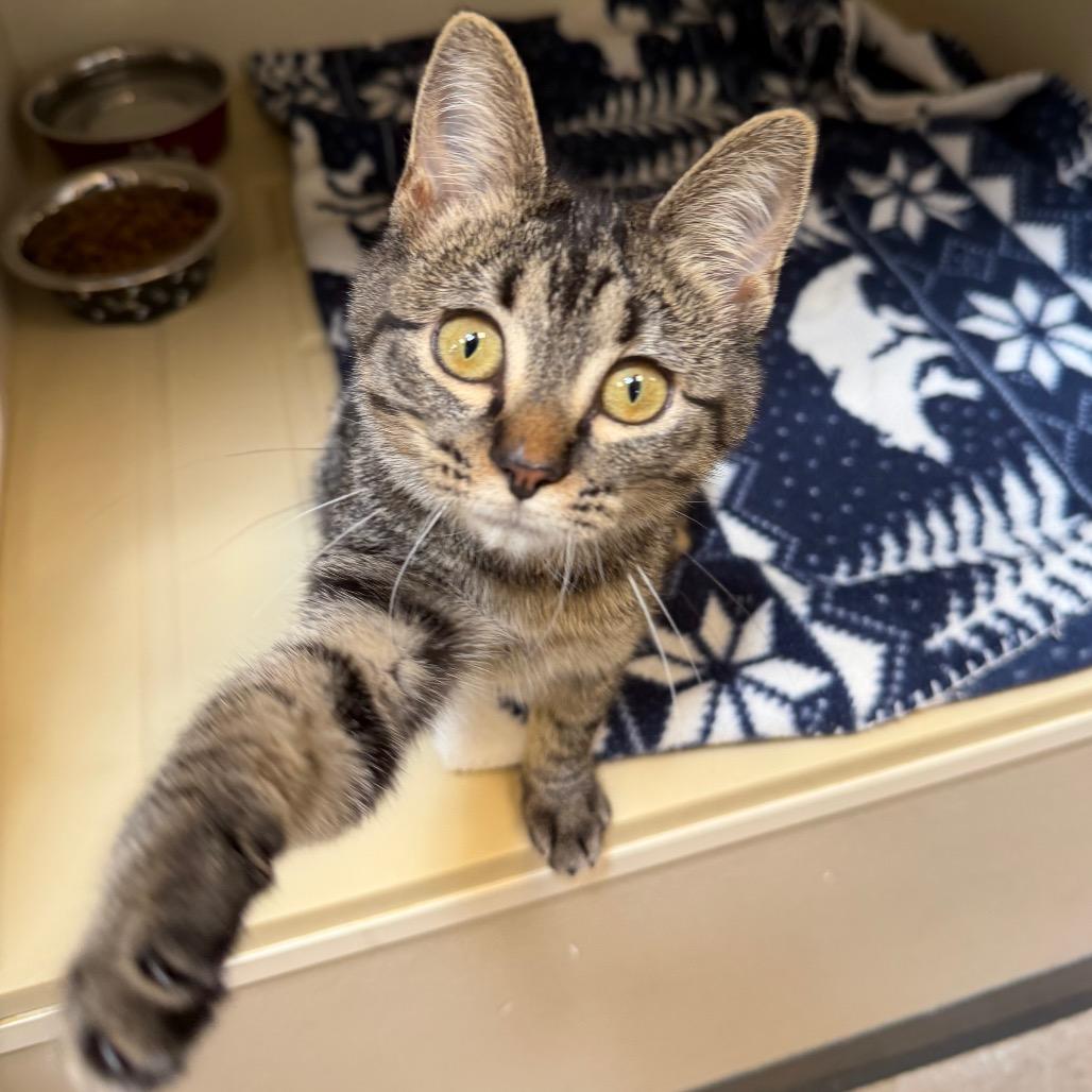 Enlarge Harvest, a Adoptable Domestic Short Hair in Cody, WY image 4/4