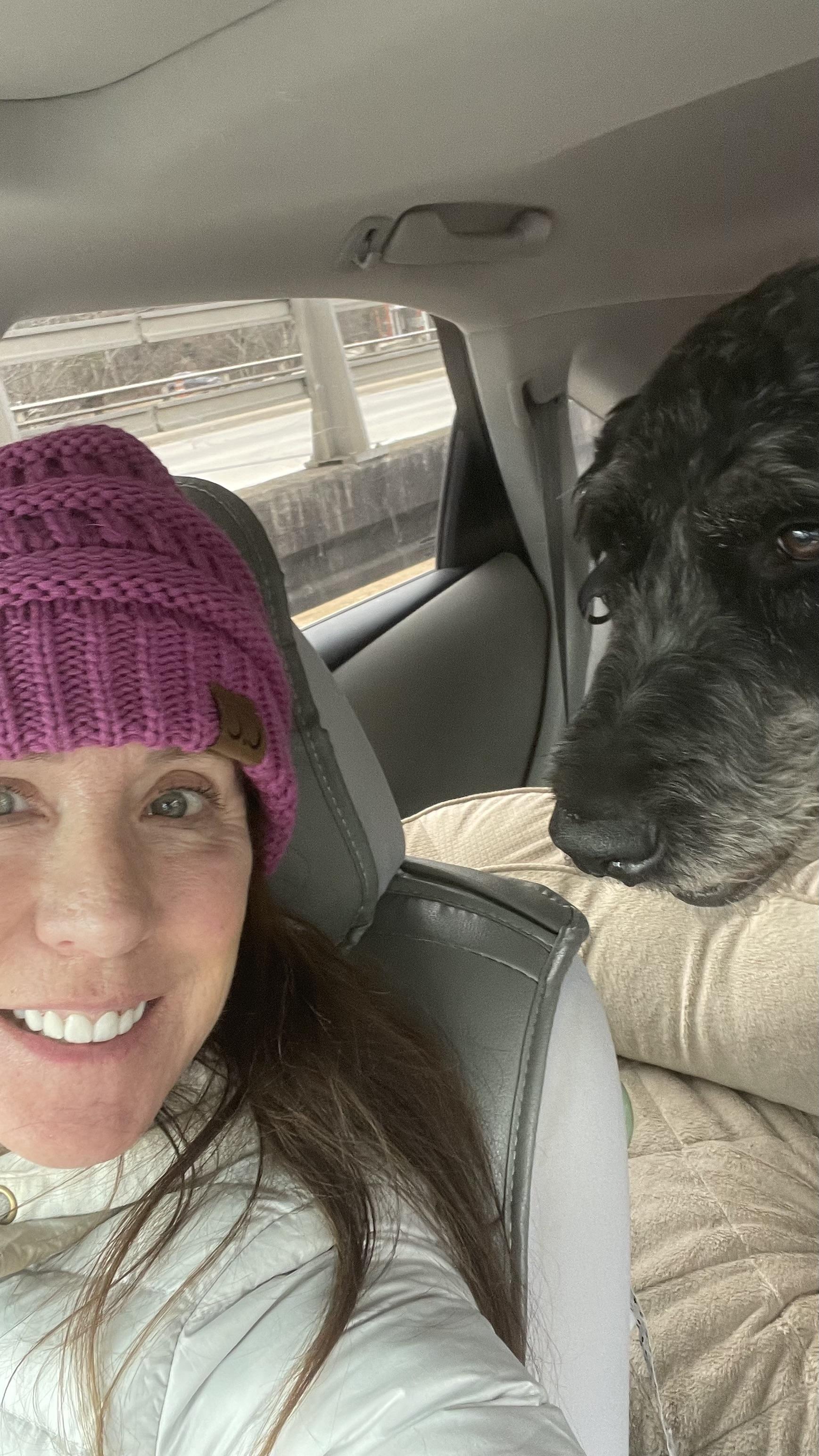 Bandit, ADOPTABLE, Young Male Labradoodle & Poodle.