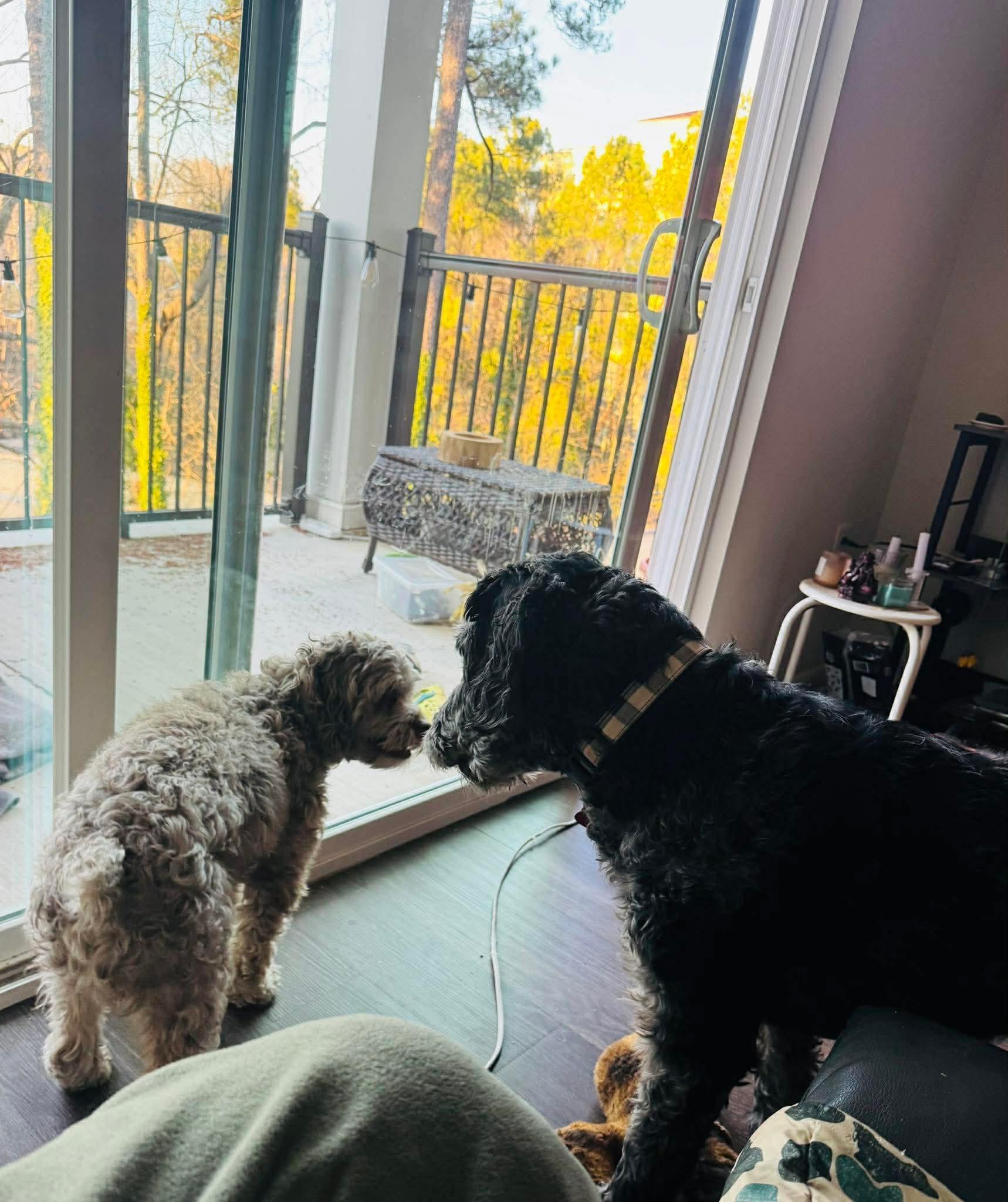 Enlarge Bandit, an adopted mixed breed in Cary, NC image 4/6