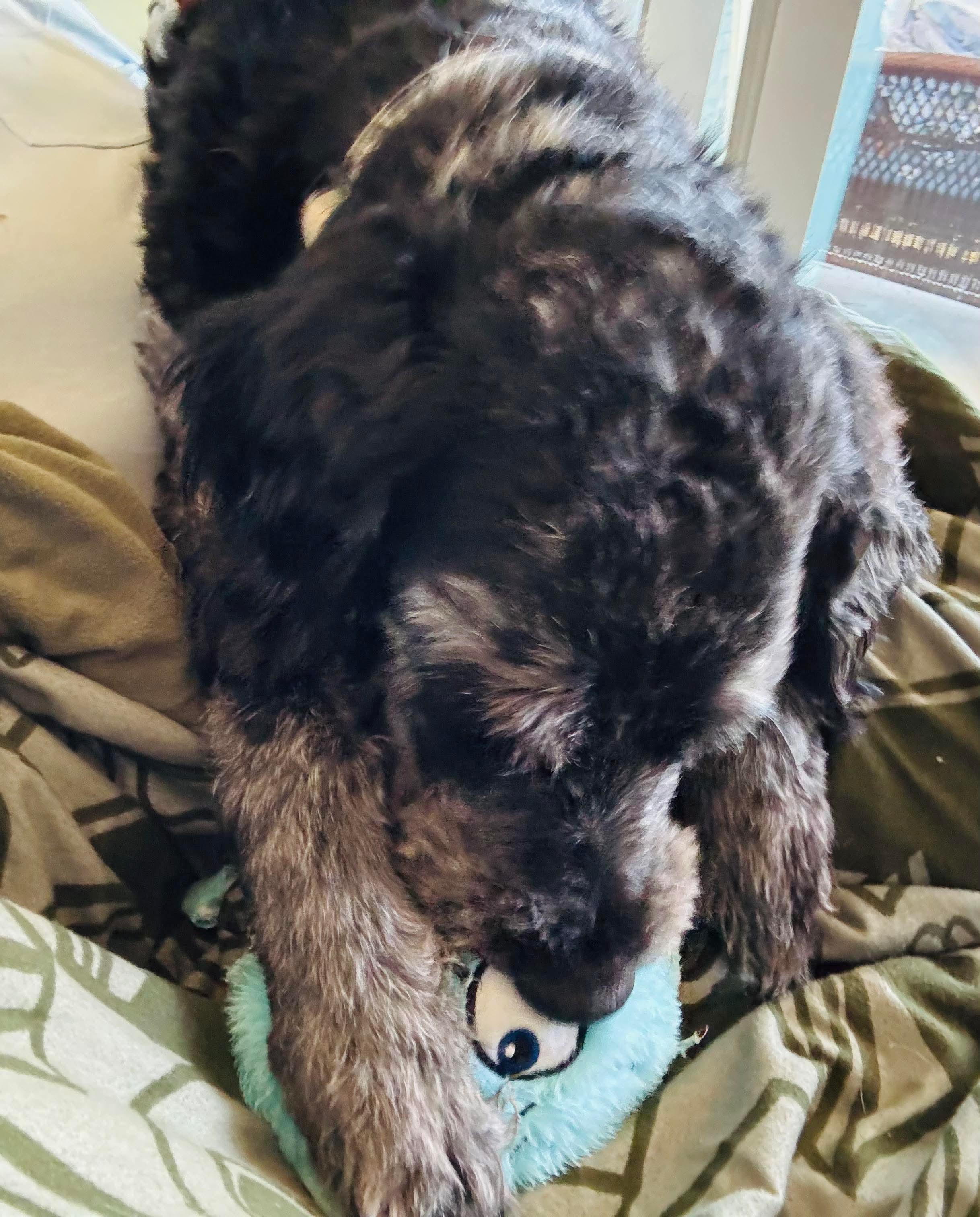 Bandit, ADOPTABLE, Young Male Labradoodle & Poodle.