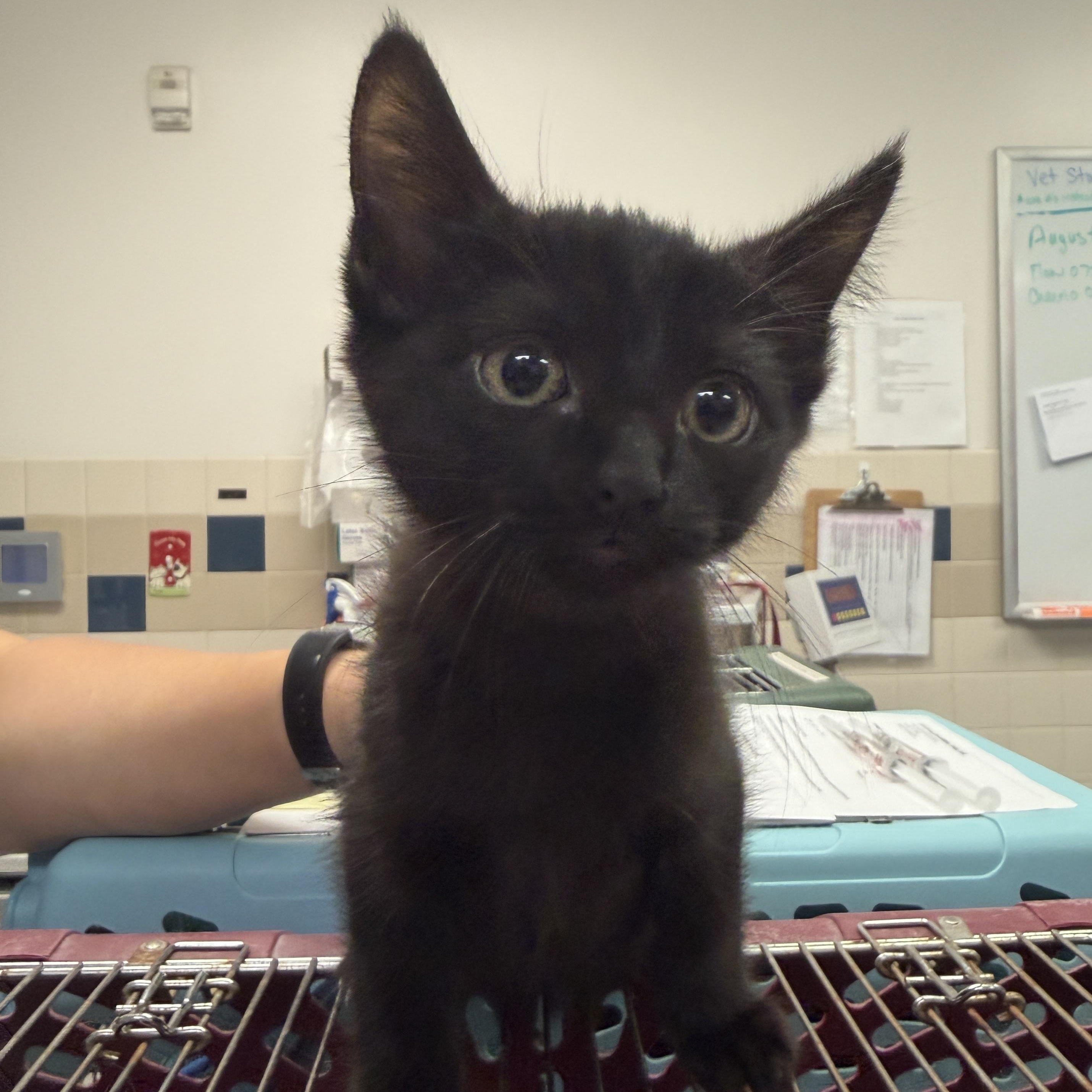 Smokey, adopted, Kitten Male Domestic Short Hair.