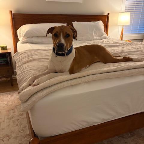 Enlarge Bubba, a Adoptable Hound in Raleigh, NC image 2/6