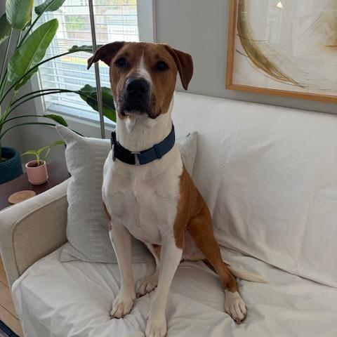 Enlarge Bubba, a Adoptable Hound in Raleigh, NC image 3/6
