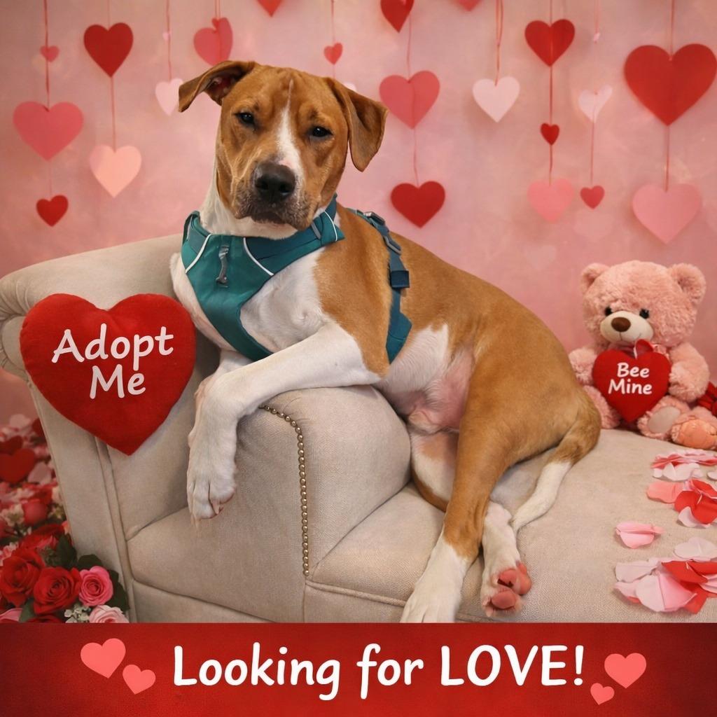 Enlarge Bubba, a Adoptable Hound in Raleigh, NC image 4/6