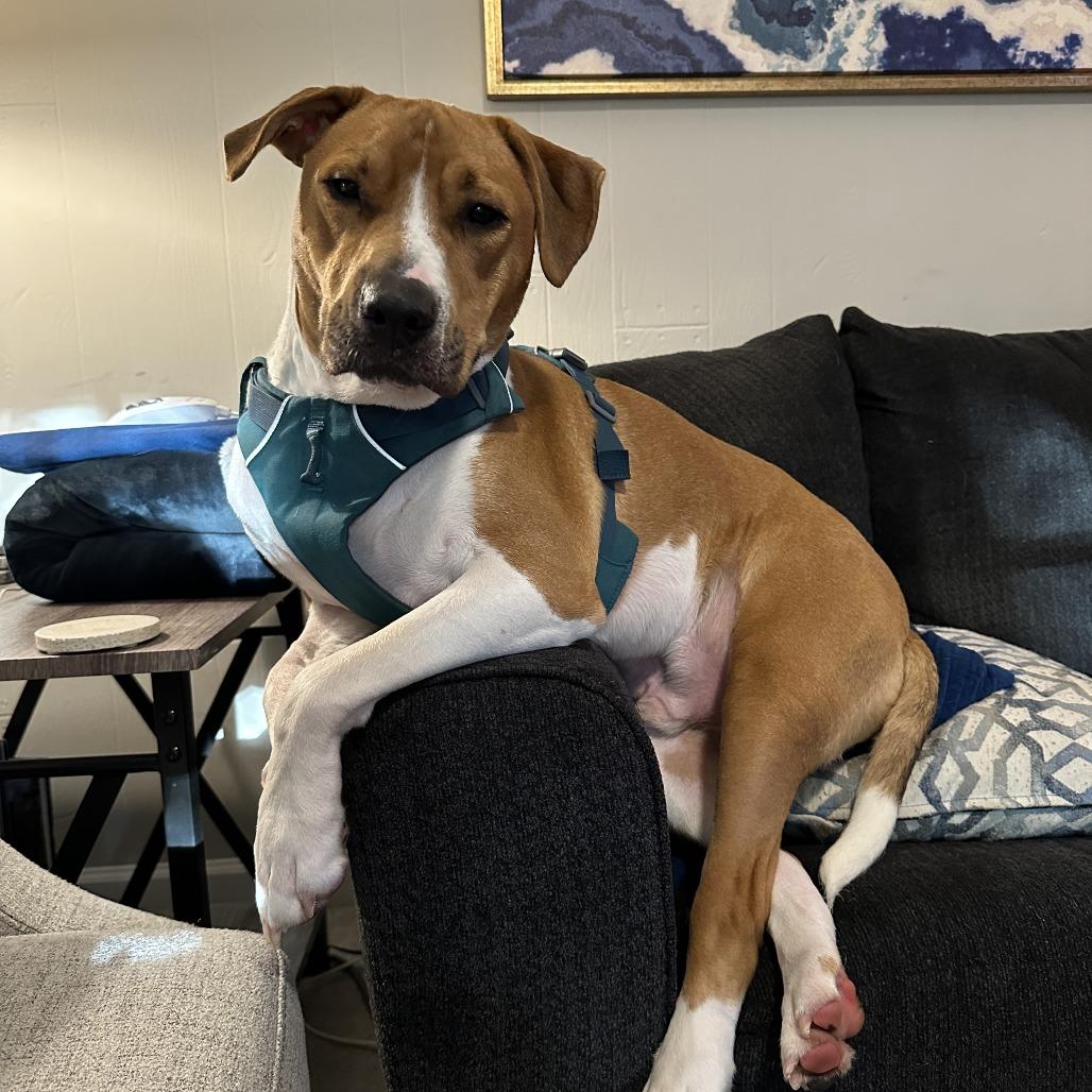 Enlarge Bubba, a Adoptable Hound in Raleigh, NC image 6/6