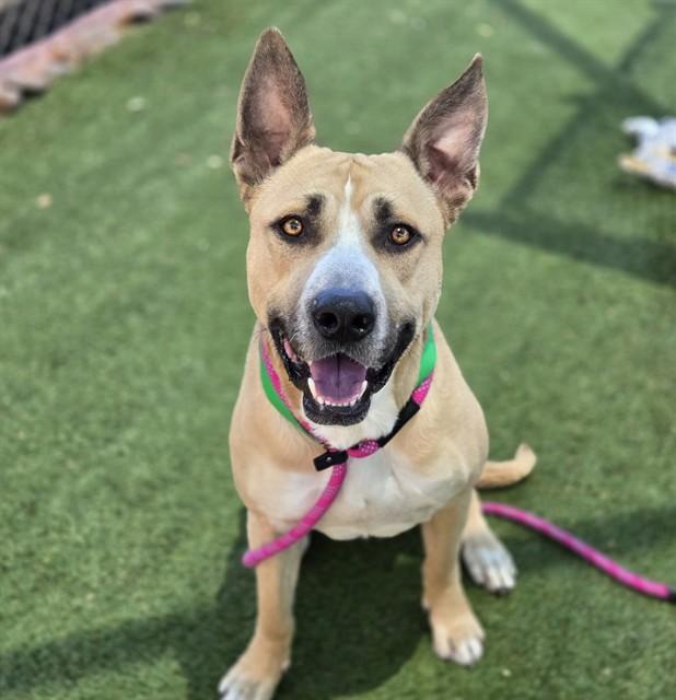 ZOOLANDER, Adoptable, Adult Male Pit Bull Terrier & Mixed Breed.