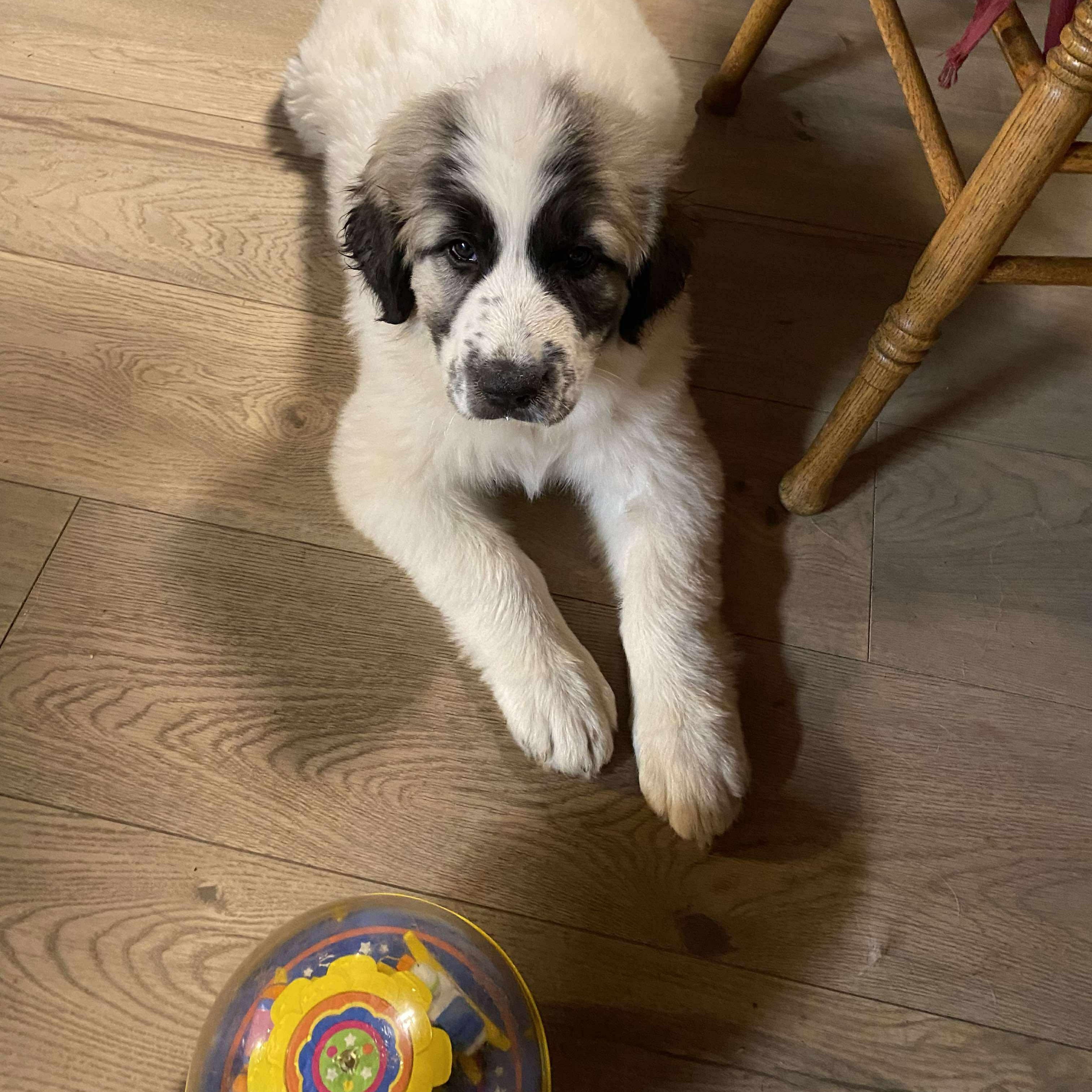 Fern- Mixed Breed Pyr pup - New to Rescue