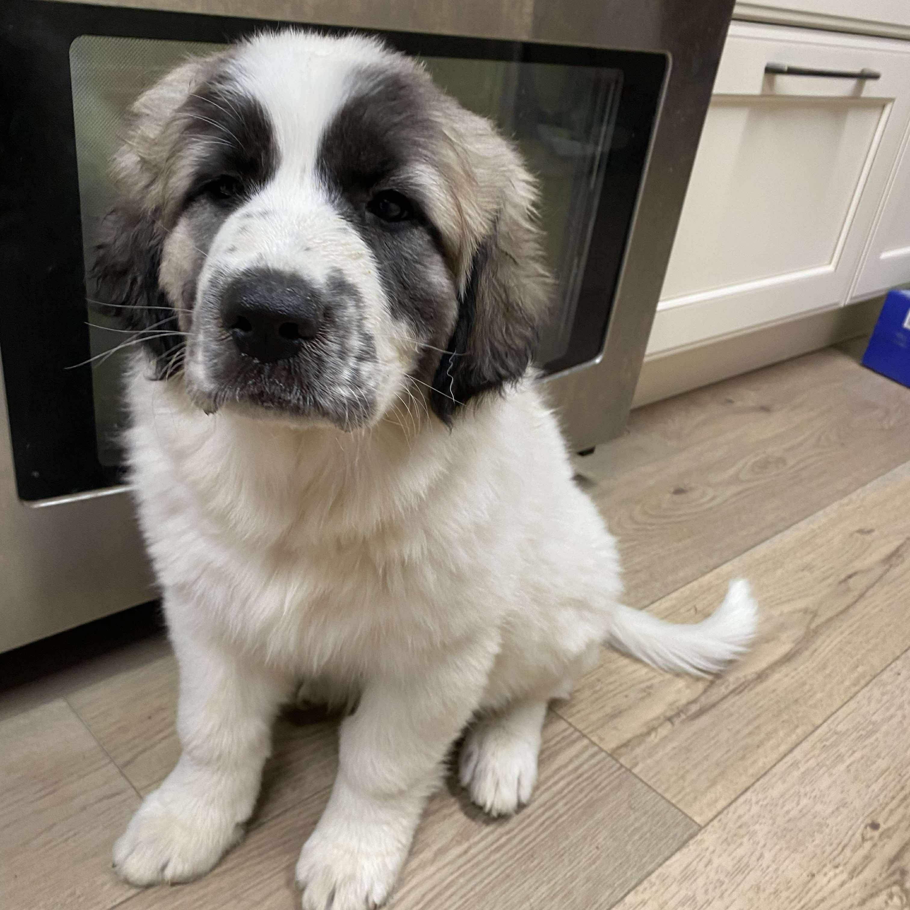 Fern- Mixed Breed Pyr pup - New to Rescue
