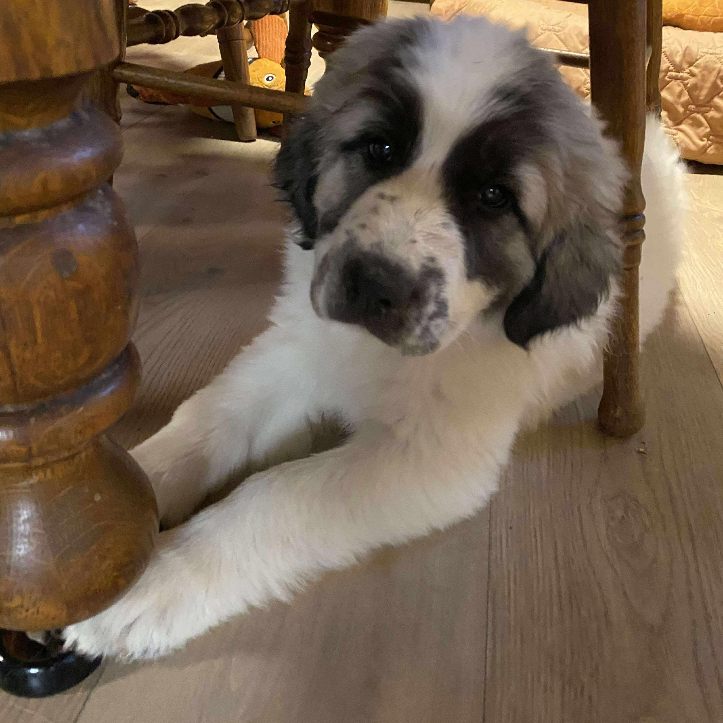 Fern- Mixed Breed Pyr pup - New to Rescue