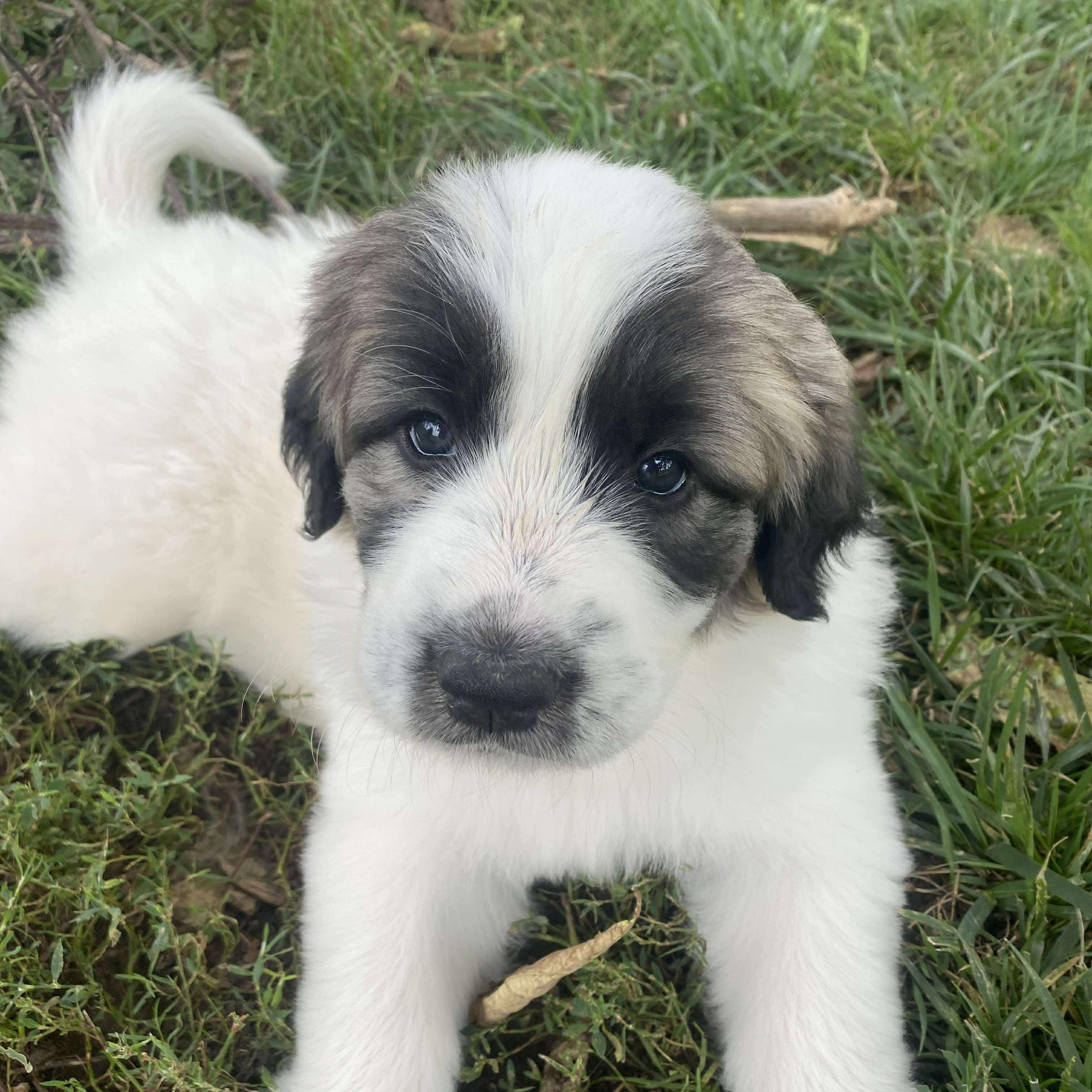Fern- Mixed Breed Pyr pup - New to Rescue