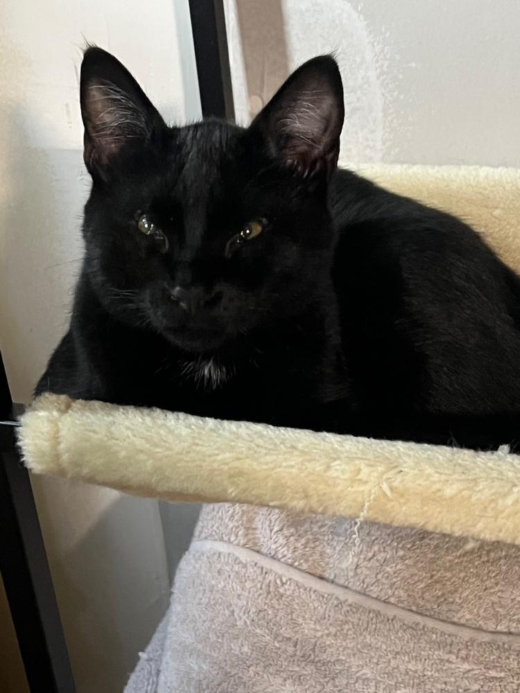 Enlarge Jeremiah, a Adoptable mixed breed in Wilmington, NC image 1/1