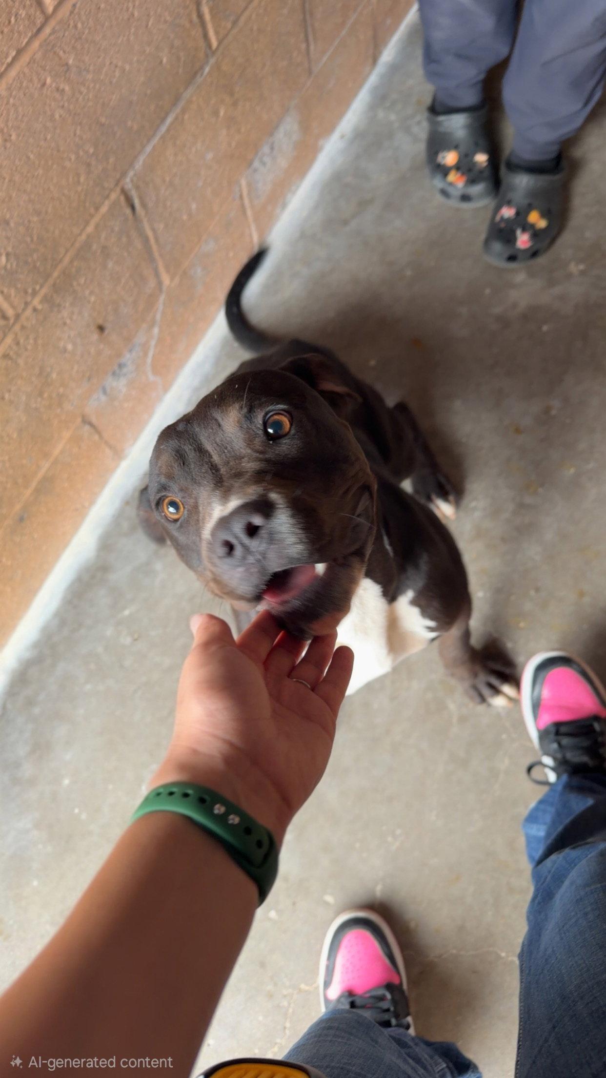 Sniffers, Adopted, Young Female Pit Bull Terrier.