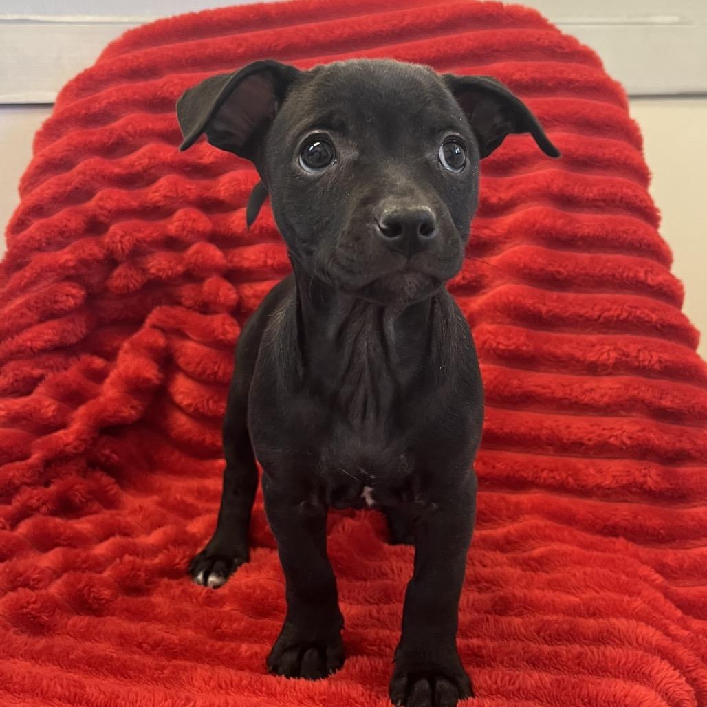 Enlarge Crunchy, an adopted mixed breed in Torrey, UT image 1/1