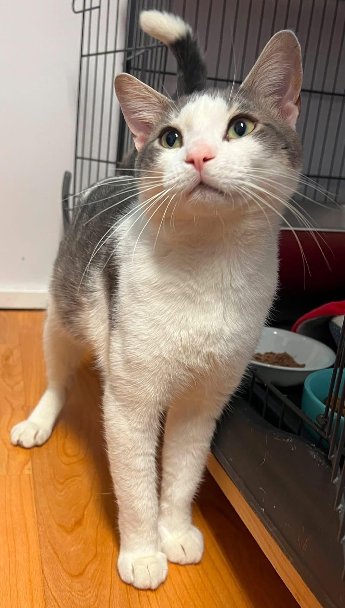 Pretzel, ADOPTABLE, Young Male Domestic Short Hair.