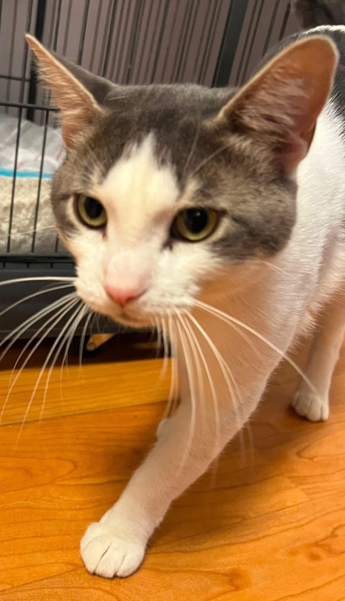 Pretzel, a ADOPTABLE Domestic Short Hair in New Britain, CT image 3/5