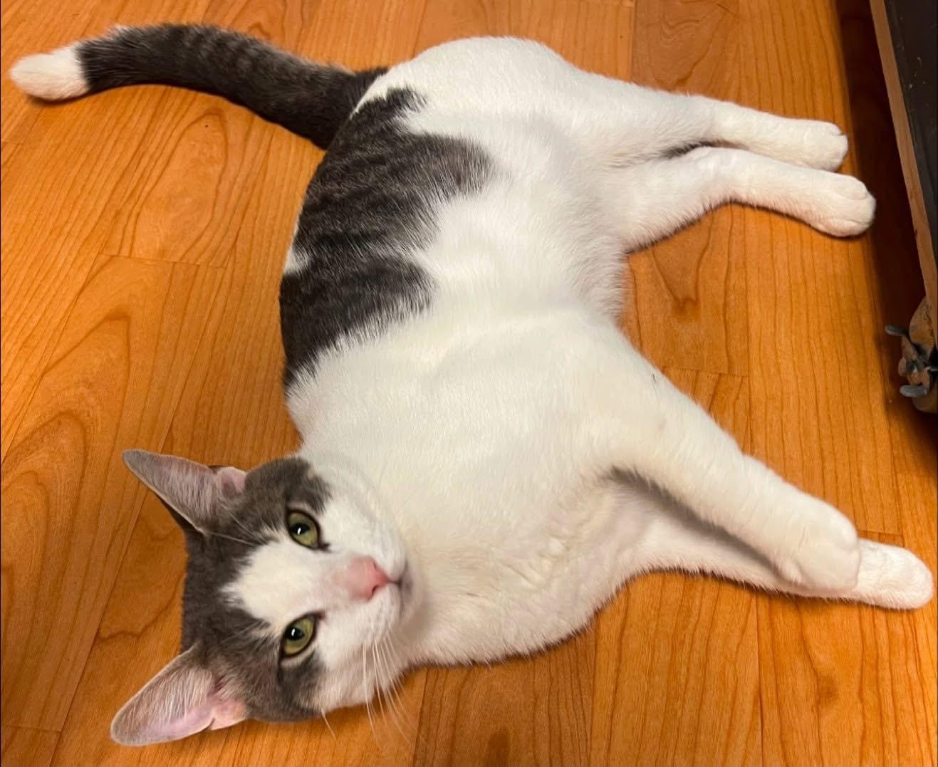 Pretzel, a ADOPTABLE Domestic Short Hair in New Britain, CT image 4/5