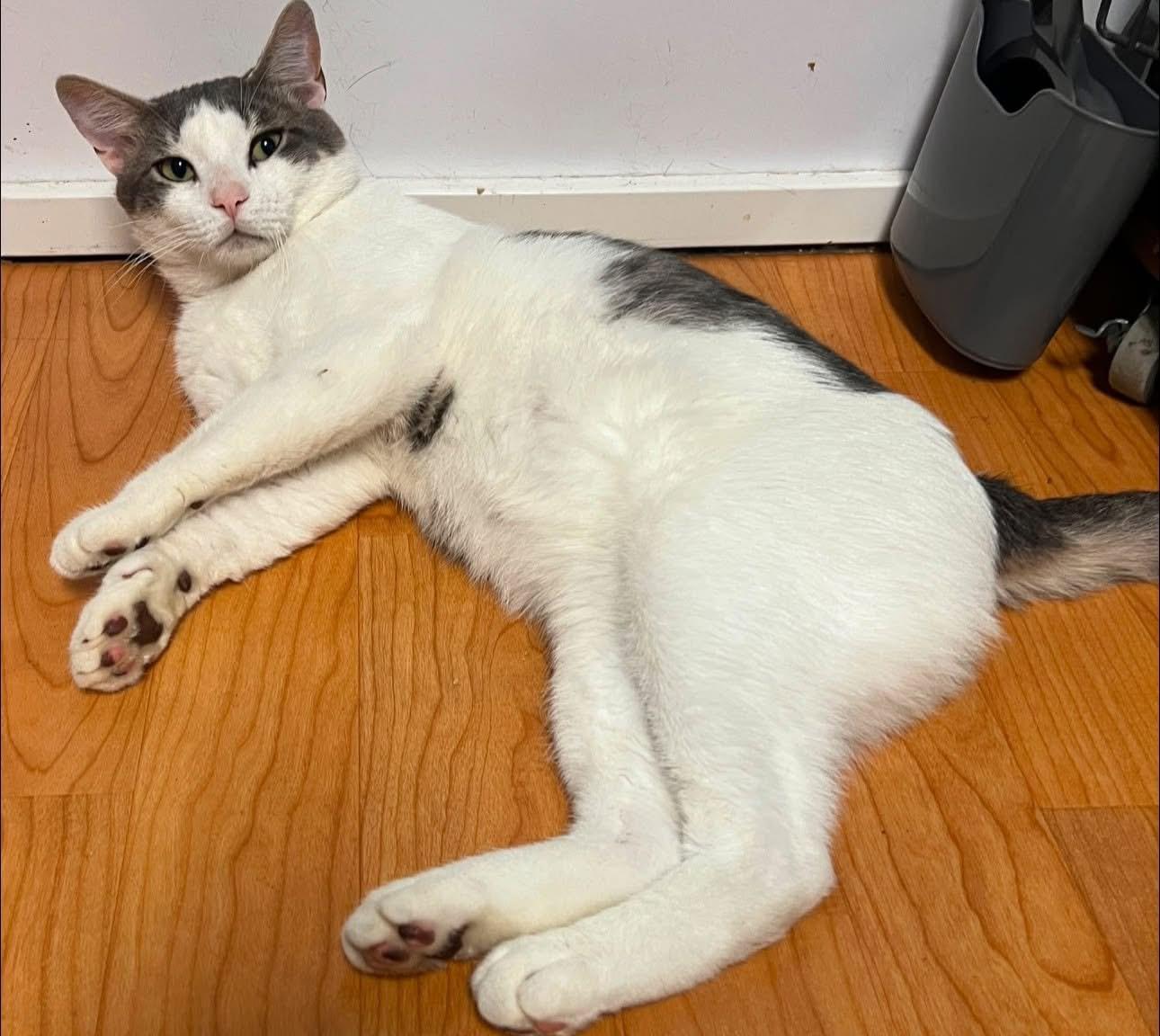 Pretzel, a ADOPTABLE Domestic Short Hair in New Britain, CT image 5/5