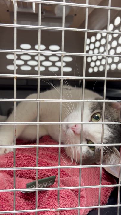 Enlarge Pretzel, a ADOPTABLE Domestic Short Hair in New Britain, CT video 2/5