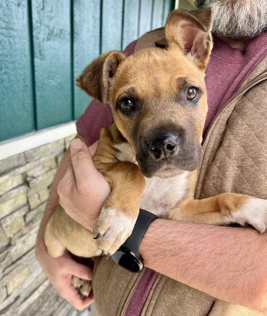 Rowdy, a Adoptable Boxer in Seattle, WA image 1/3
