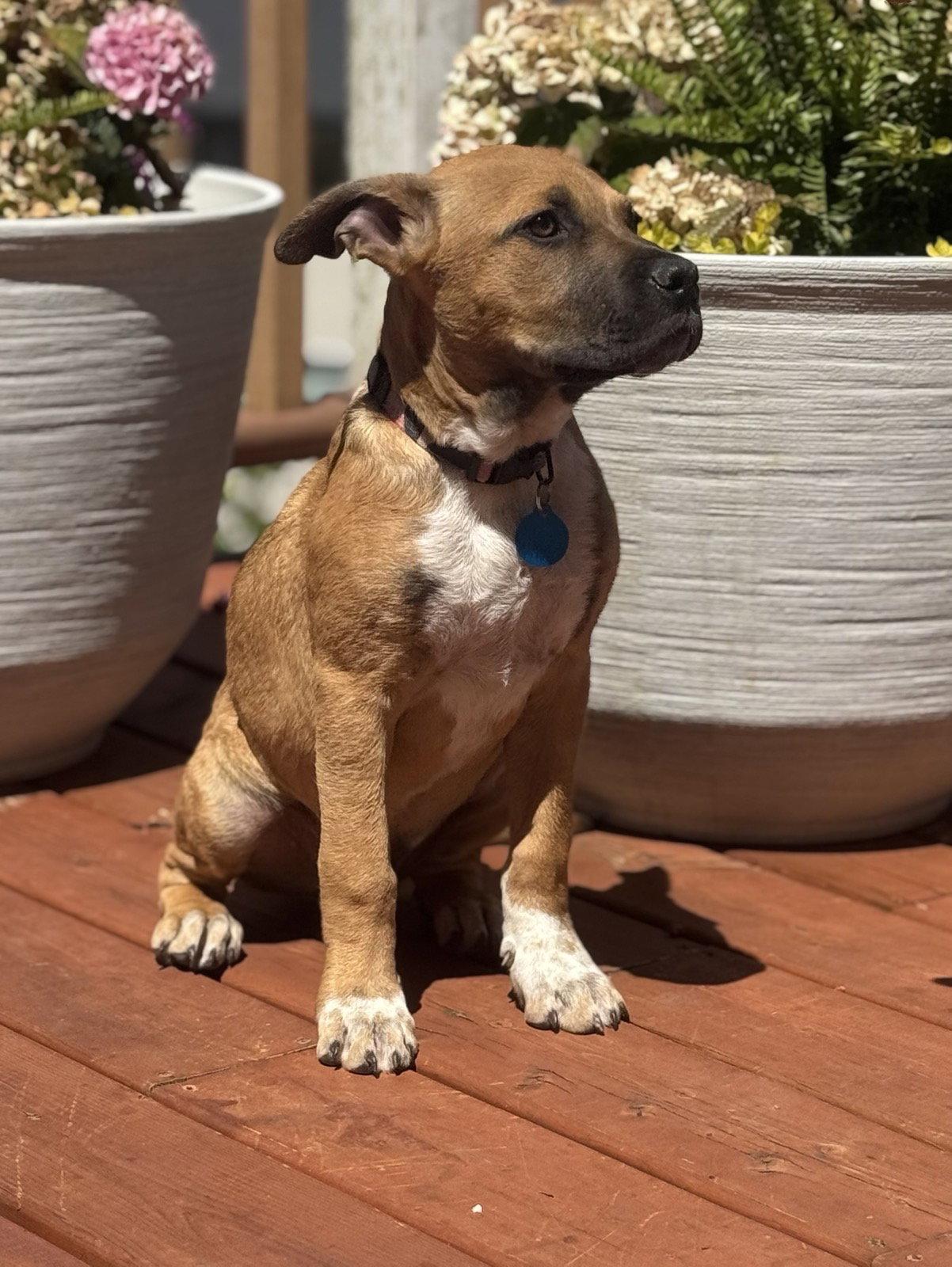 Rowdy, a Adoptable Boxer in Seattle, WA image 3/3