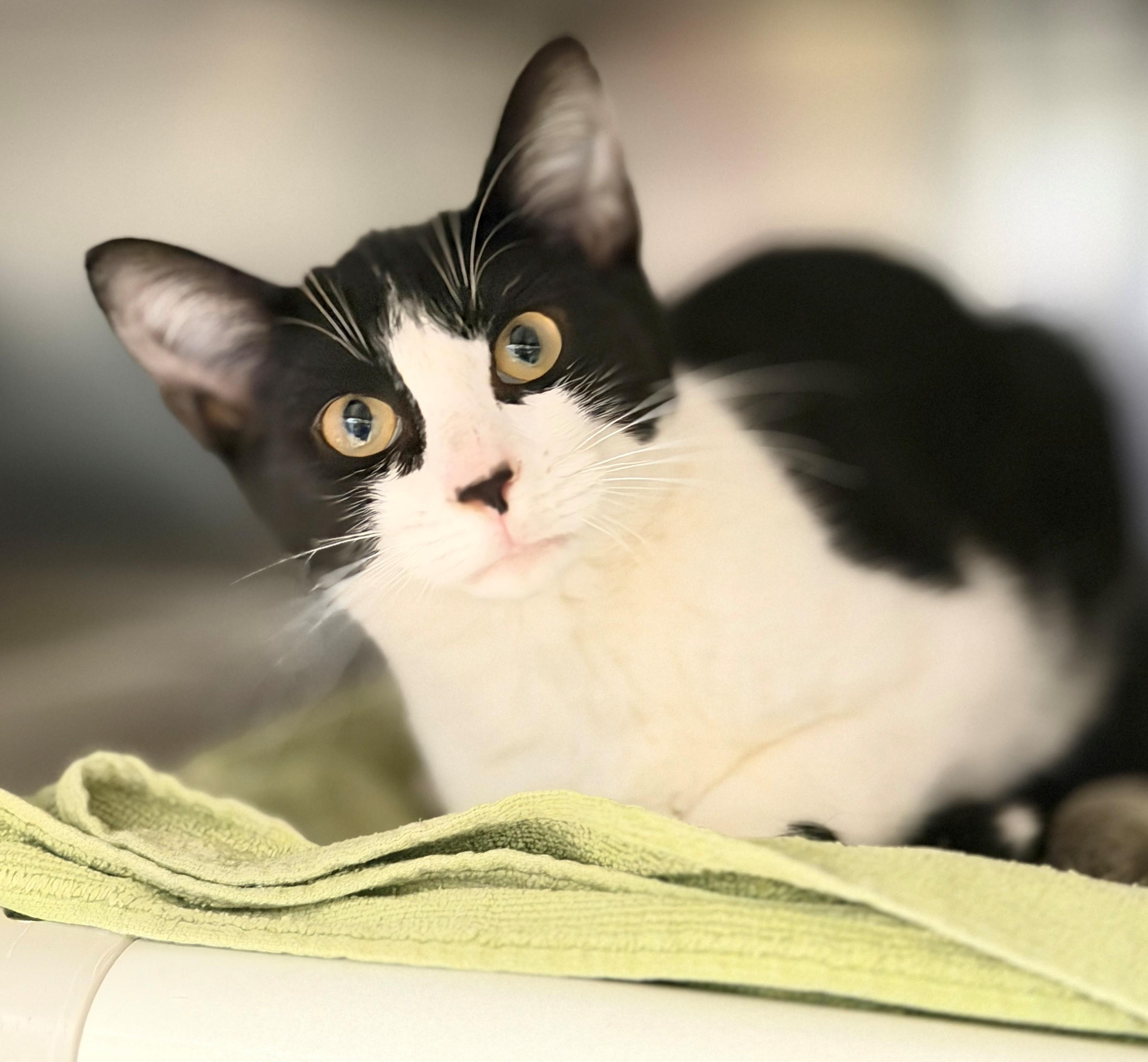 Enlarge Houdini, a Adoptable Domestic Short Hair in Hamilton, ON image 3/4
