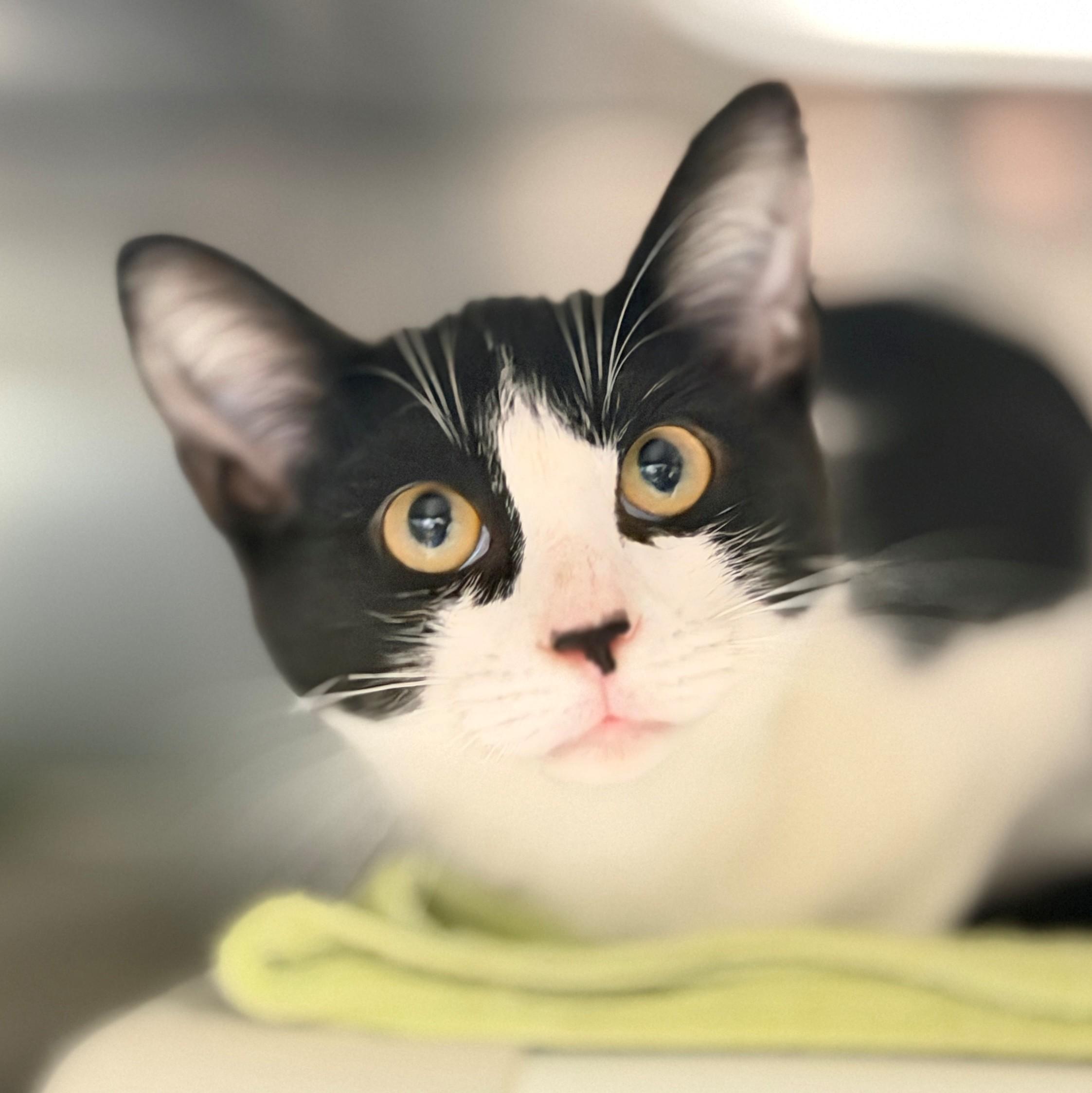 Enlarge Houdini, a Adoptable Domestic Short Hair in Hamilton, ON image 2/4
