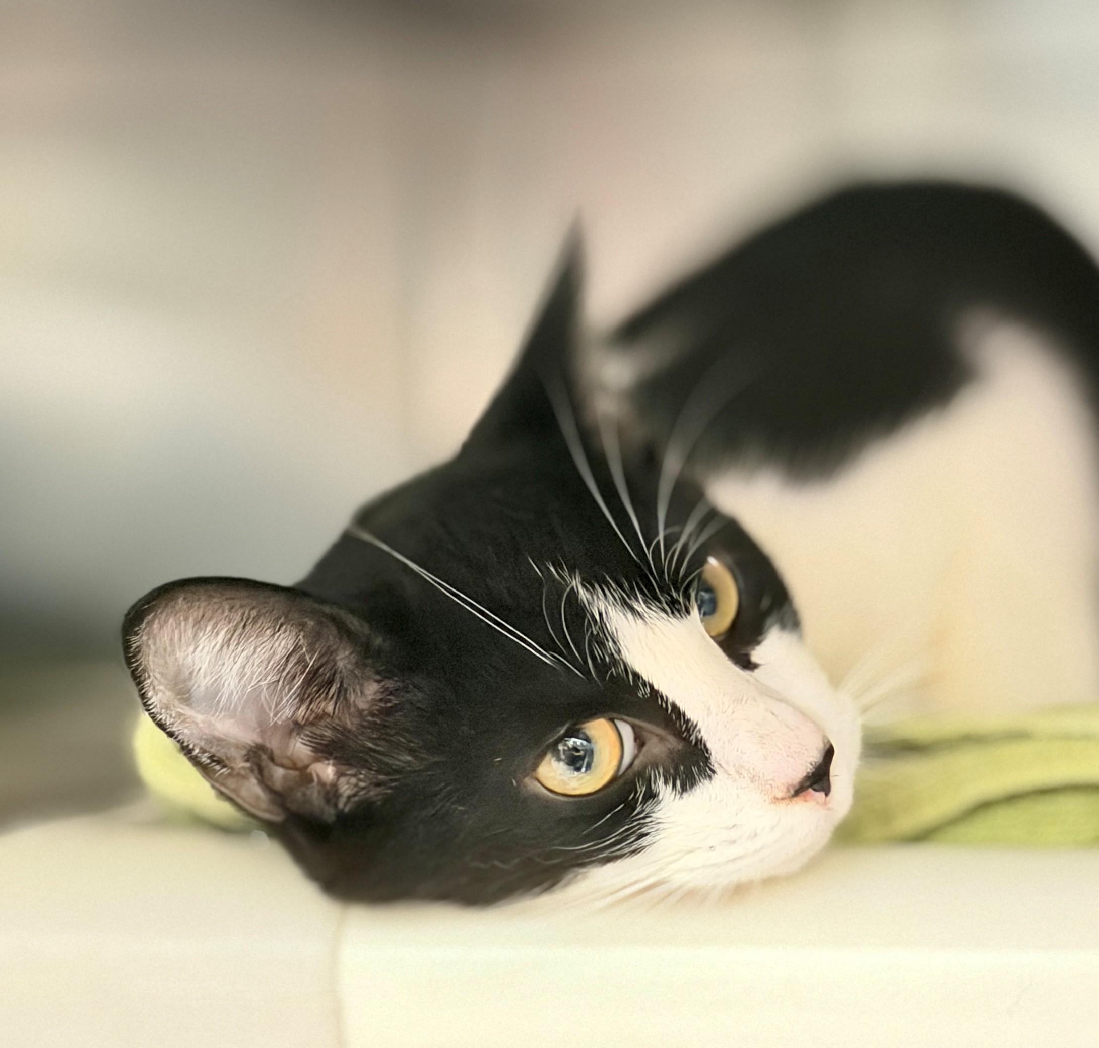 Houdini, Adoptable, Young Male Domestic Short Hair.