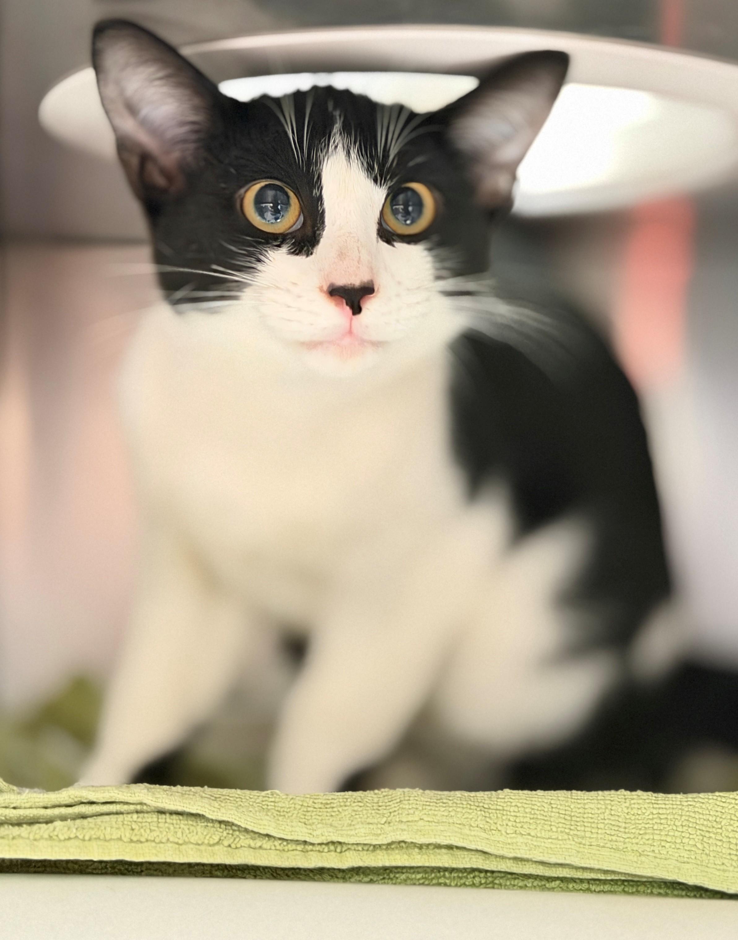 Enlarge Houdini, a Adoptable Domestic Short Hair in Hamilton, ON image 4/4