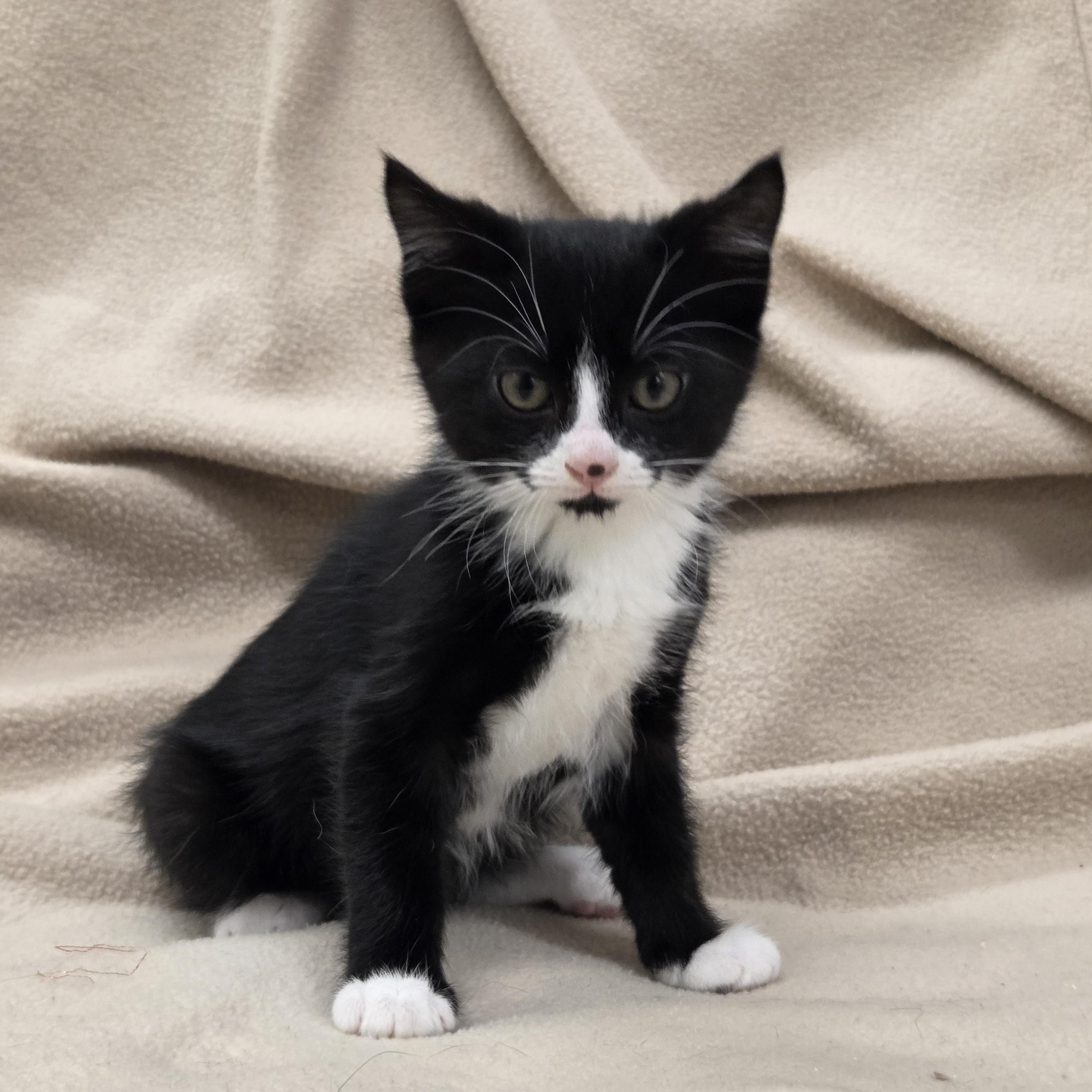 Bali - Preadoption Only , adopted, Kitten Male Domestic Short Hair.