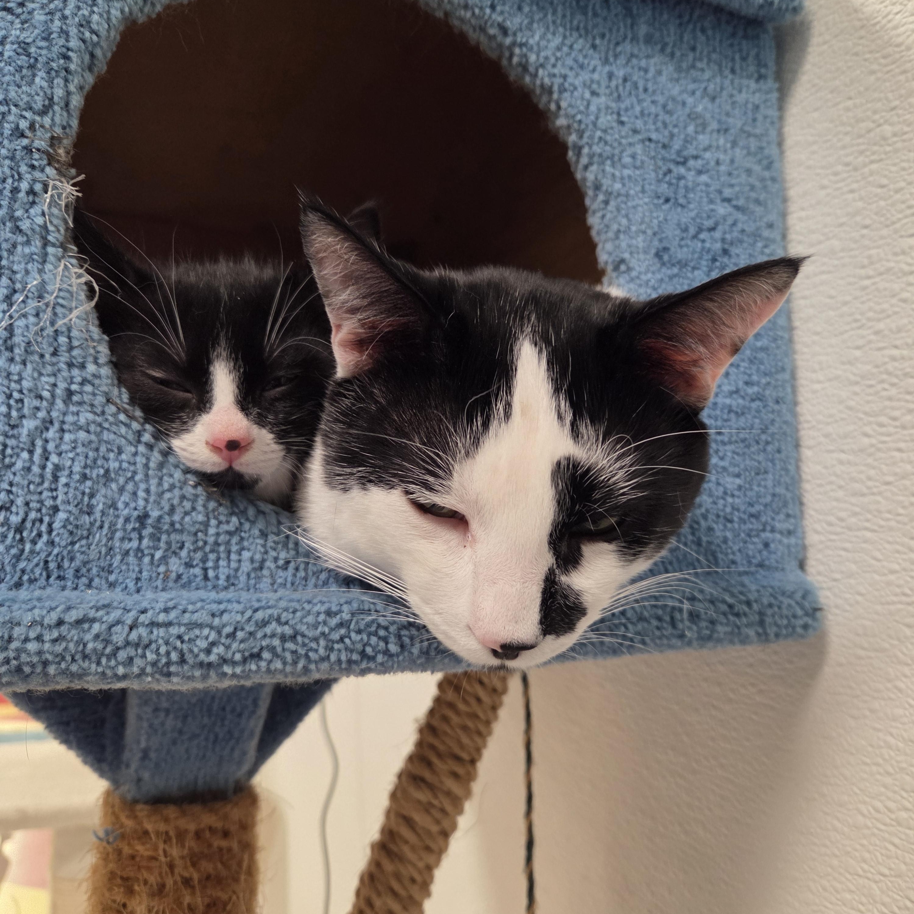 Bali - Preadoption Only , an adopted Domestic Short Hair in Chilliwack, BC image 3/3