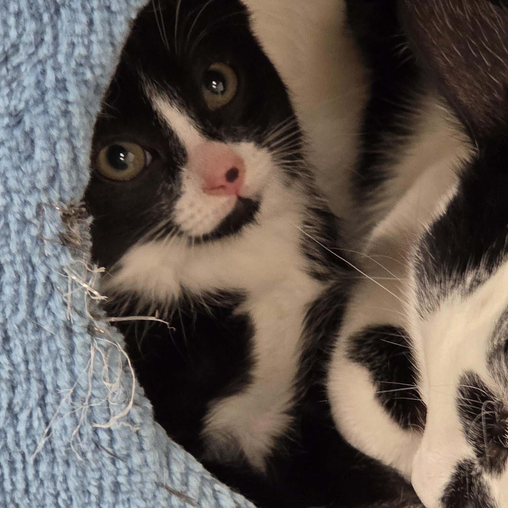 Bali - Preadoption Only , an adopted Domestic Short Hair in Chilliwack, BC image 2/3