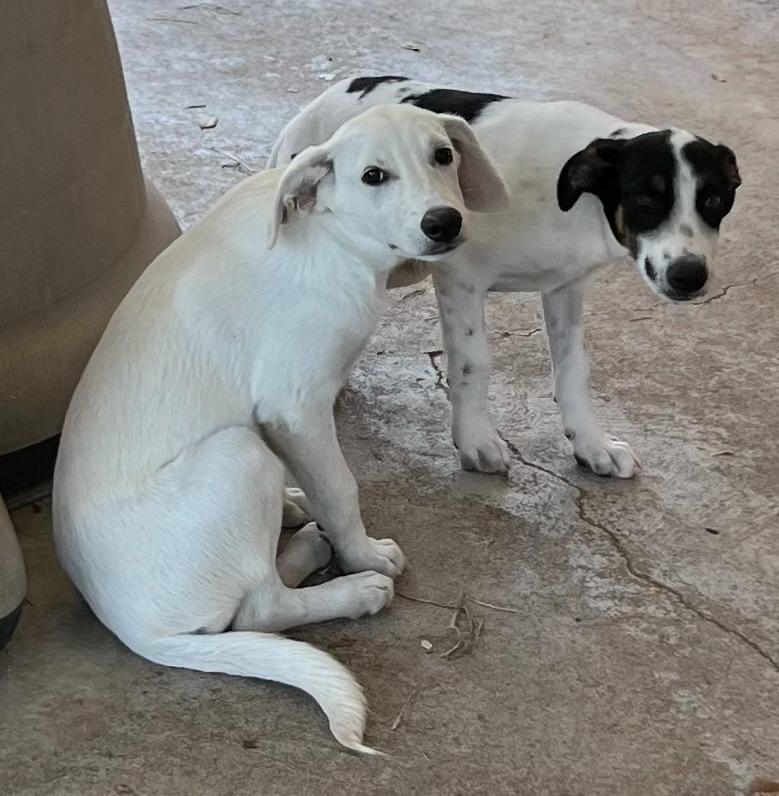 Dove, Adoptable, Young Female Australian Cattle Dog / Blue Heeler.