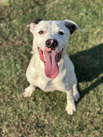 Prince, Adoptable, Young Male Dalmatian & Mixed Breed.