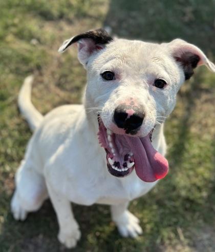 Enlarge Prince, a Adoptable mixed breed in Irving, TX image 2/3