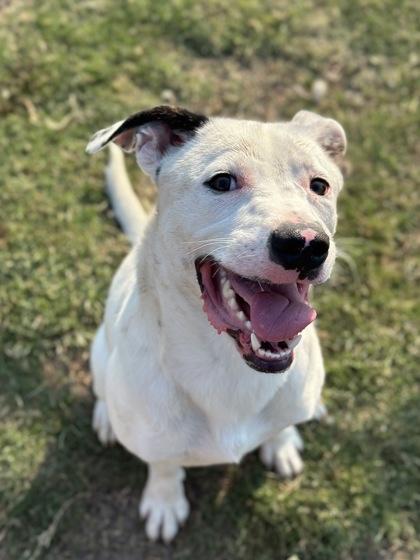 Enlarge Prince, a Adoptable mixed breed in Irving, TX image 3/3