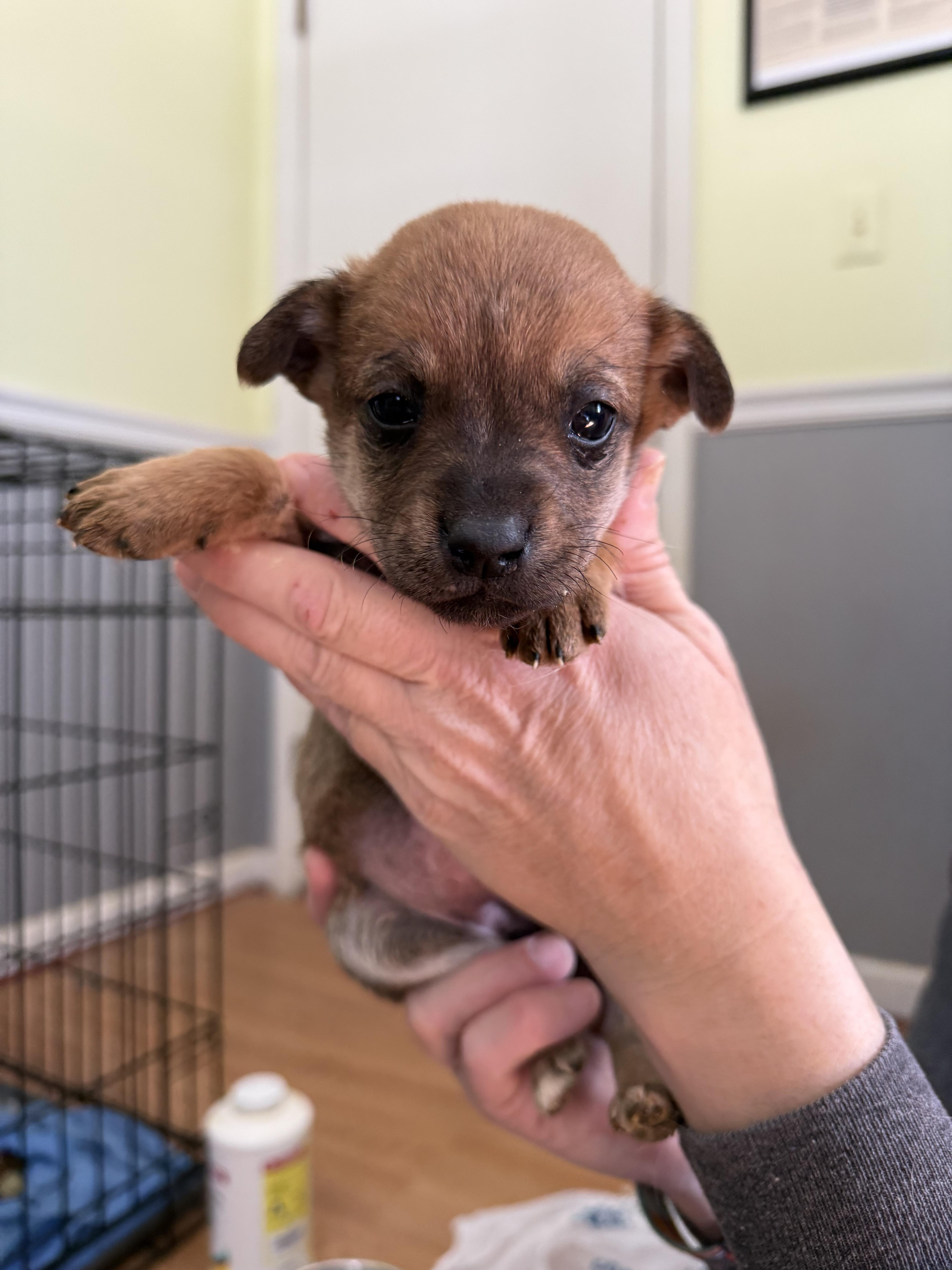 Feta, Adopted, Young Female Pug & Chihuahua.