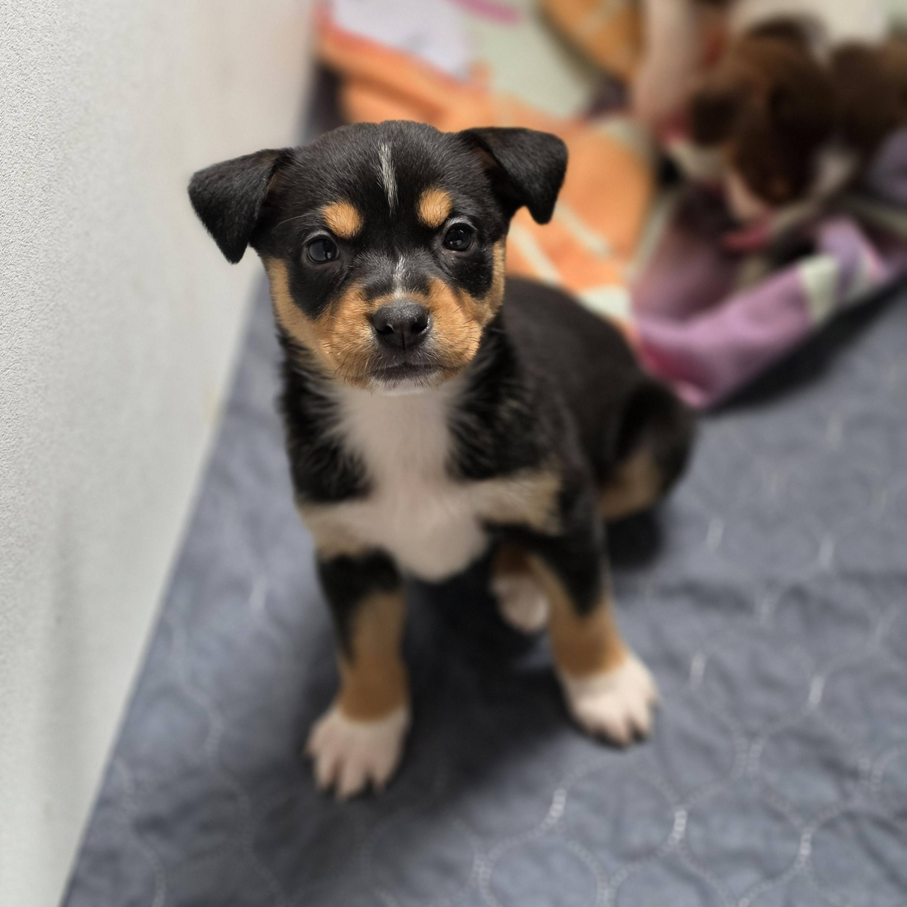 Enlarge Bellatrix, a Adoptable mixed breed in Blairstown, NJ image 5/6