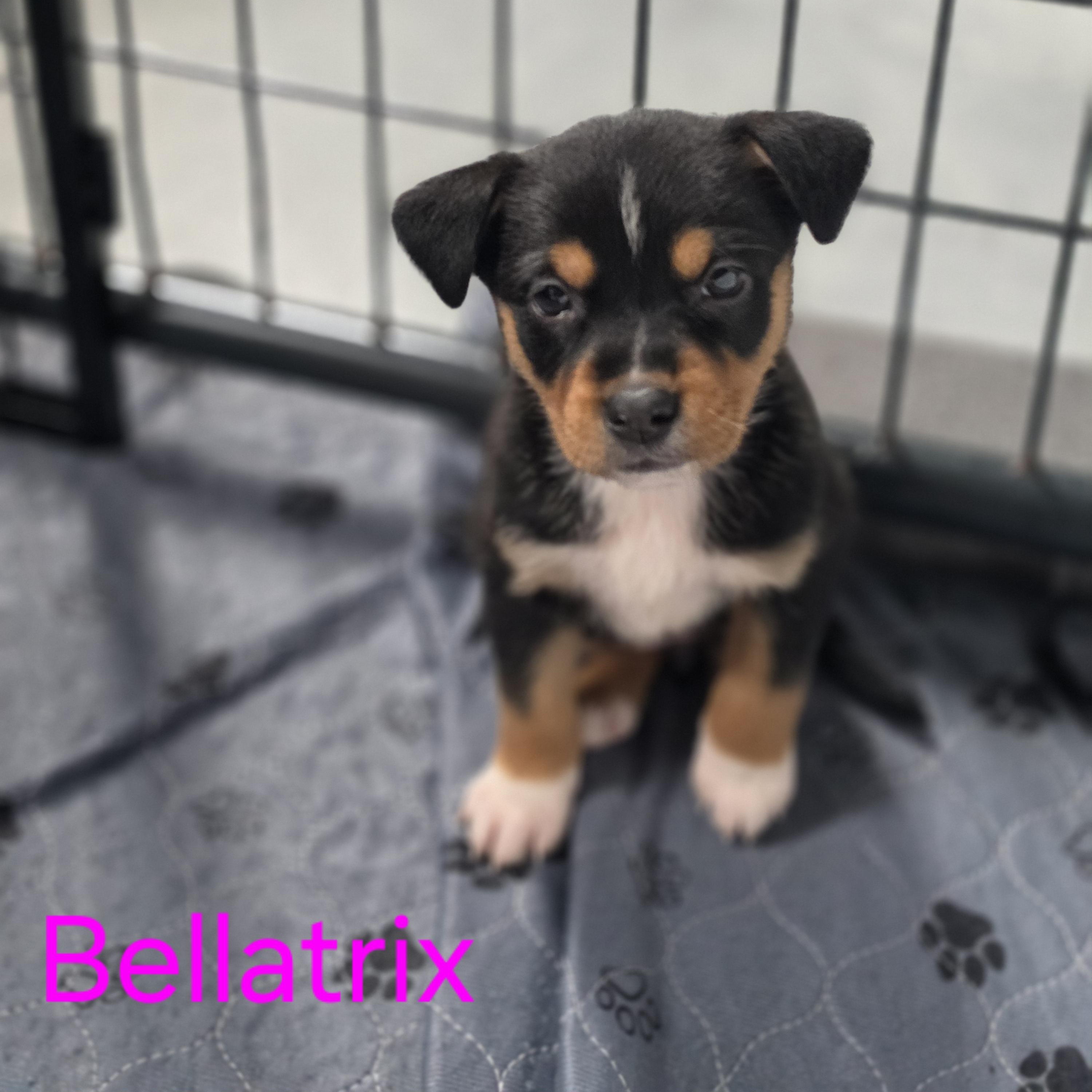 Enlarge Bellatrix, a Adoptable mixed breed in Blairstown, NJ image 1/6