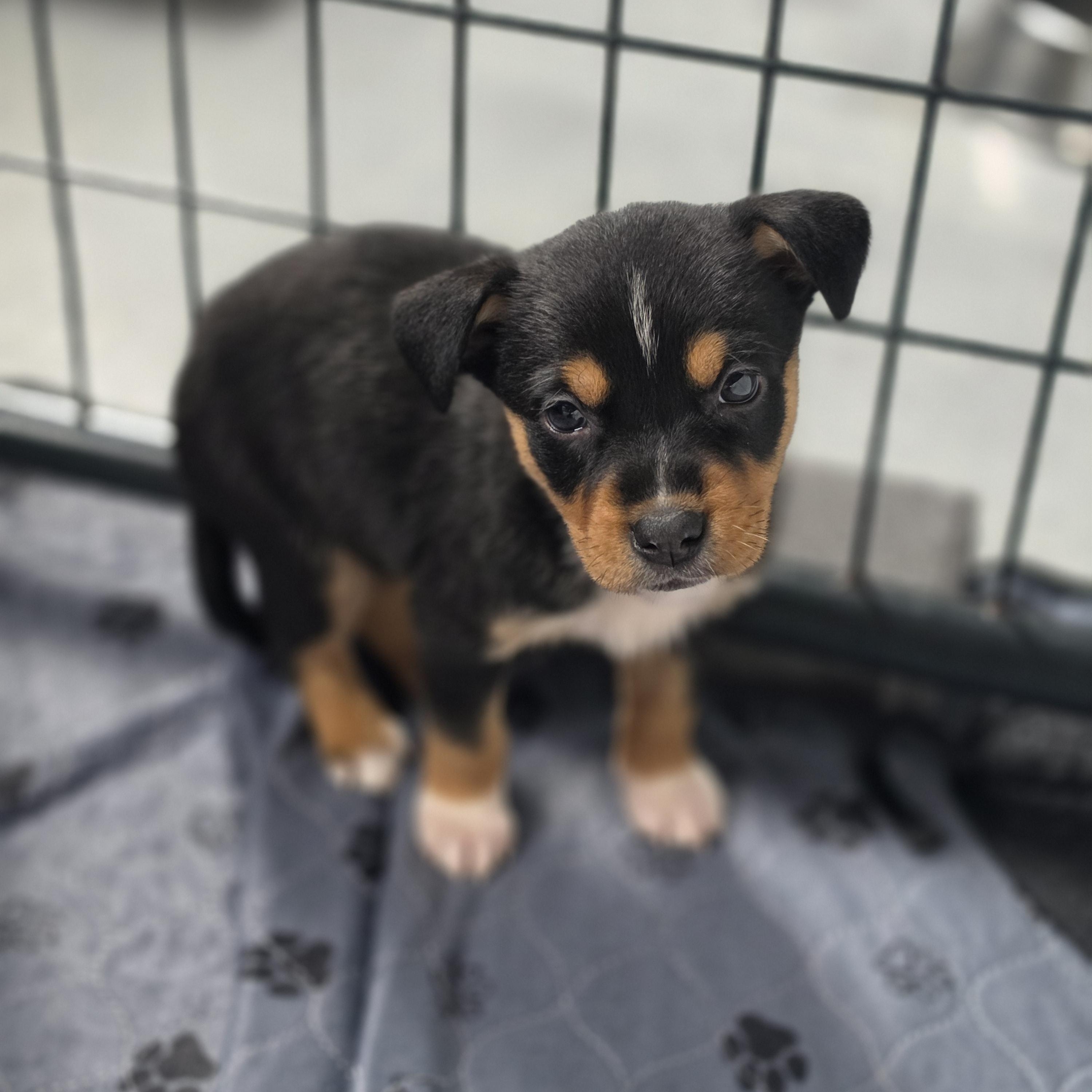 Enlarge Bellatrix, a Adoptable mixed breed in Blairstown, NJ image 6/6