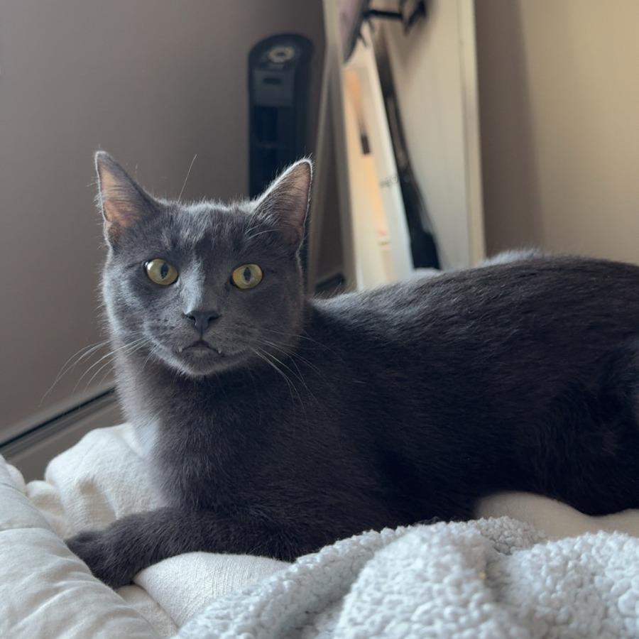 Enlarge Skillet--In Foster, a Adoptable Domestic Short Hair in Fargo, ND image 1/6